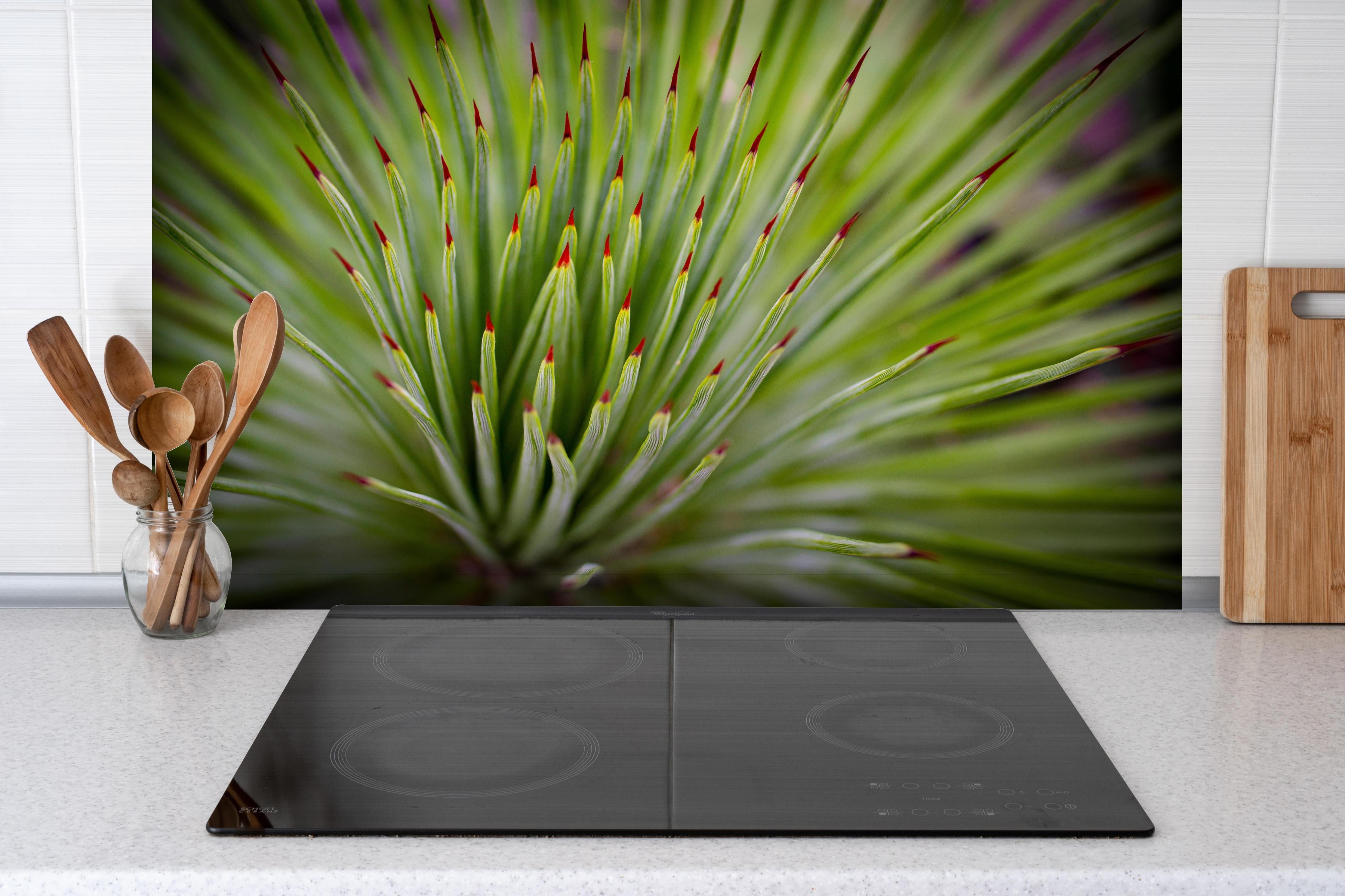 Spritzschutz - Agave striata im Detail hinter einem Cerankochfeld zwischen Holz-Kochutensilien