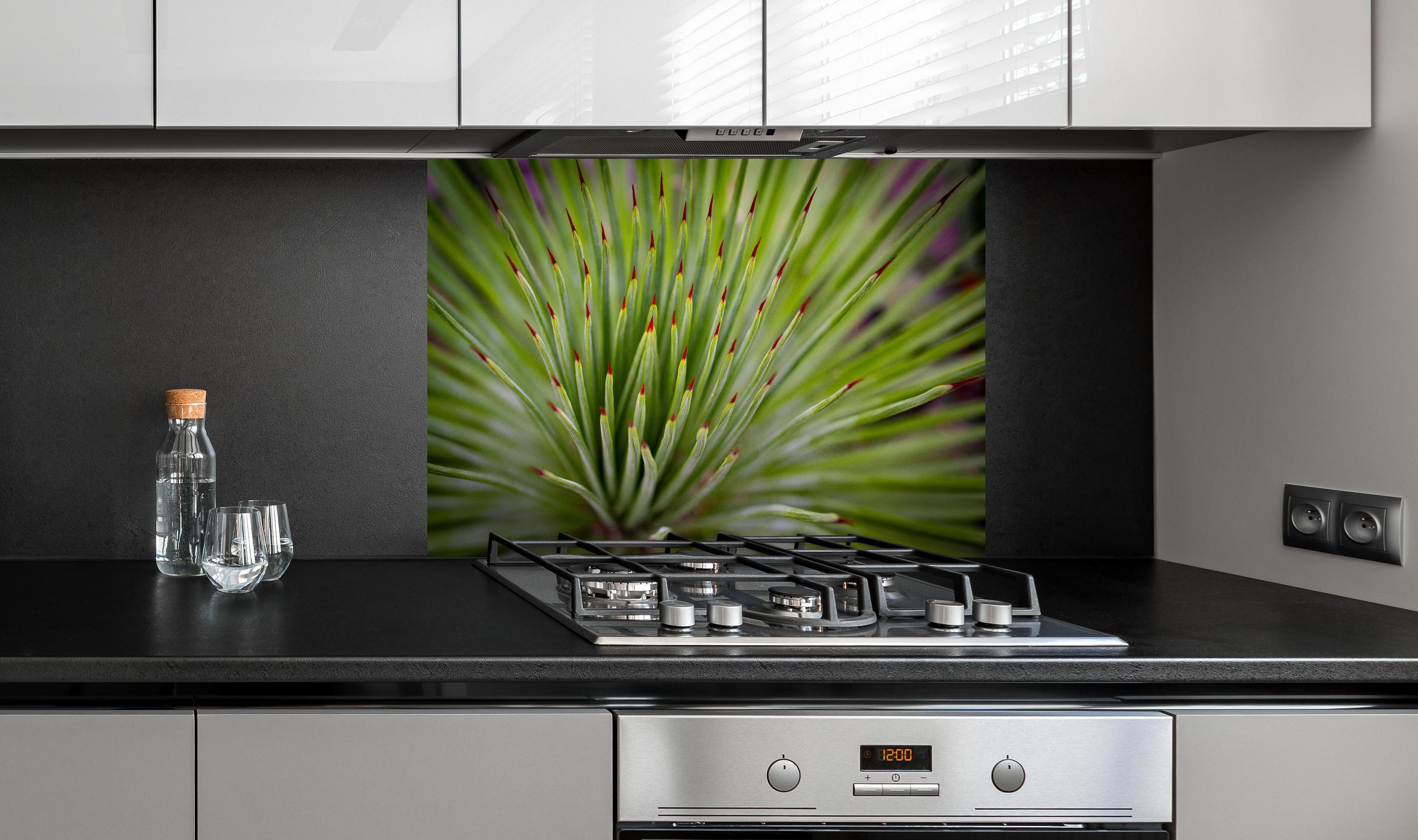 Spritzschutz - Agave striata im Detail hinter einem Cerankochfeld zwischen Holz-Kochutensilien