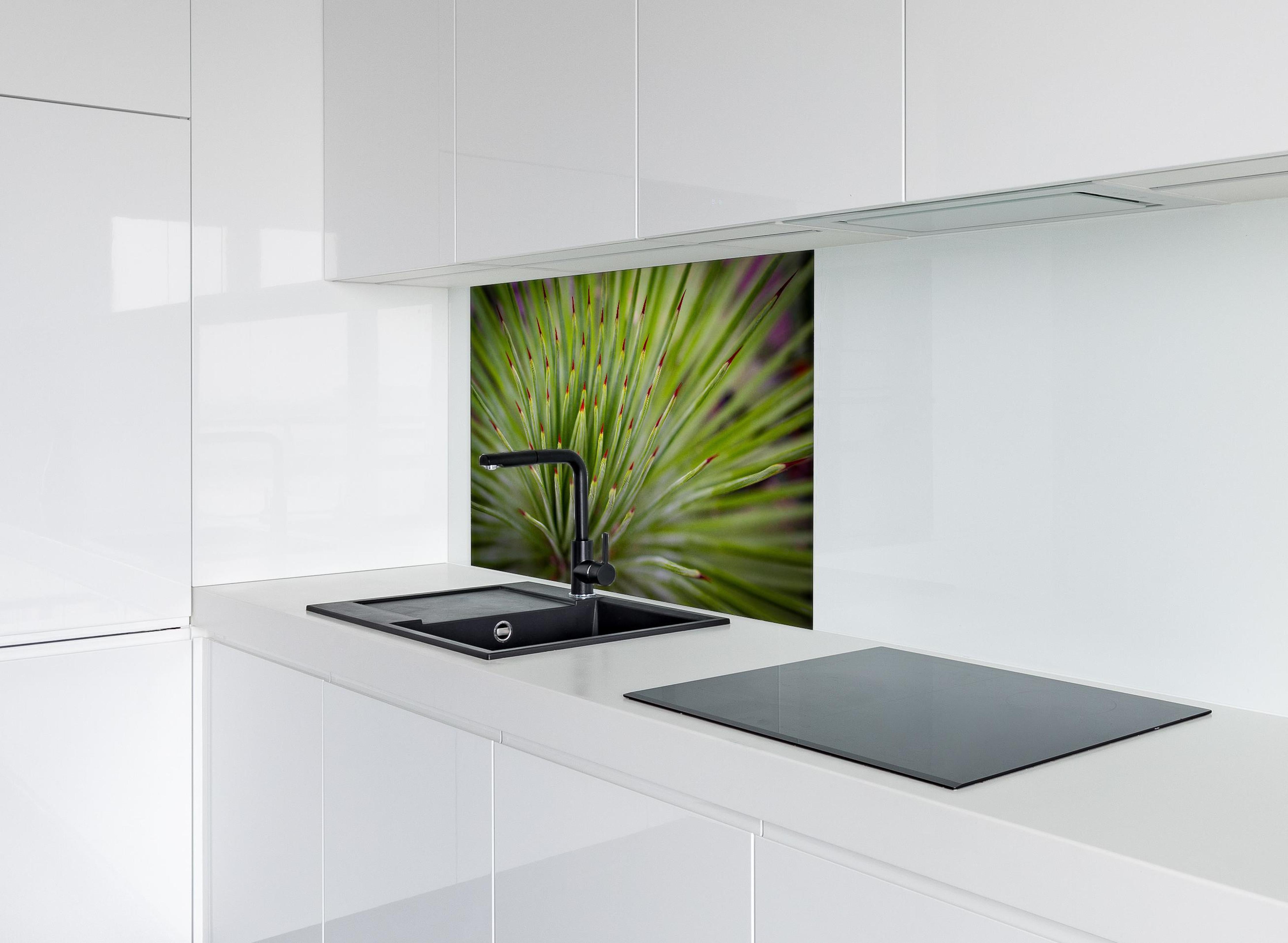 Spritzschutz - Agave striata im Detail hinter einem Cerankochfeld zwischen Holz-Kochutensilien