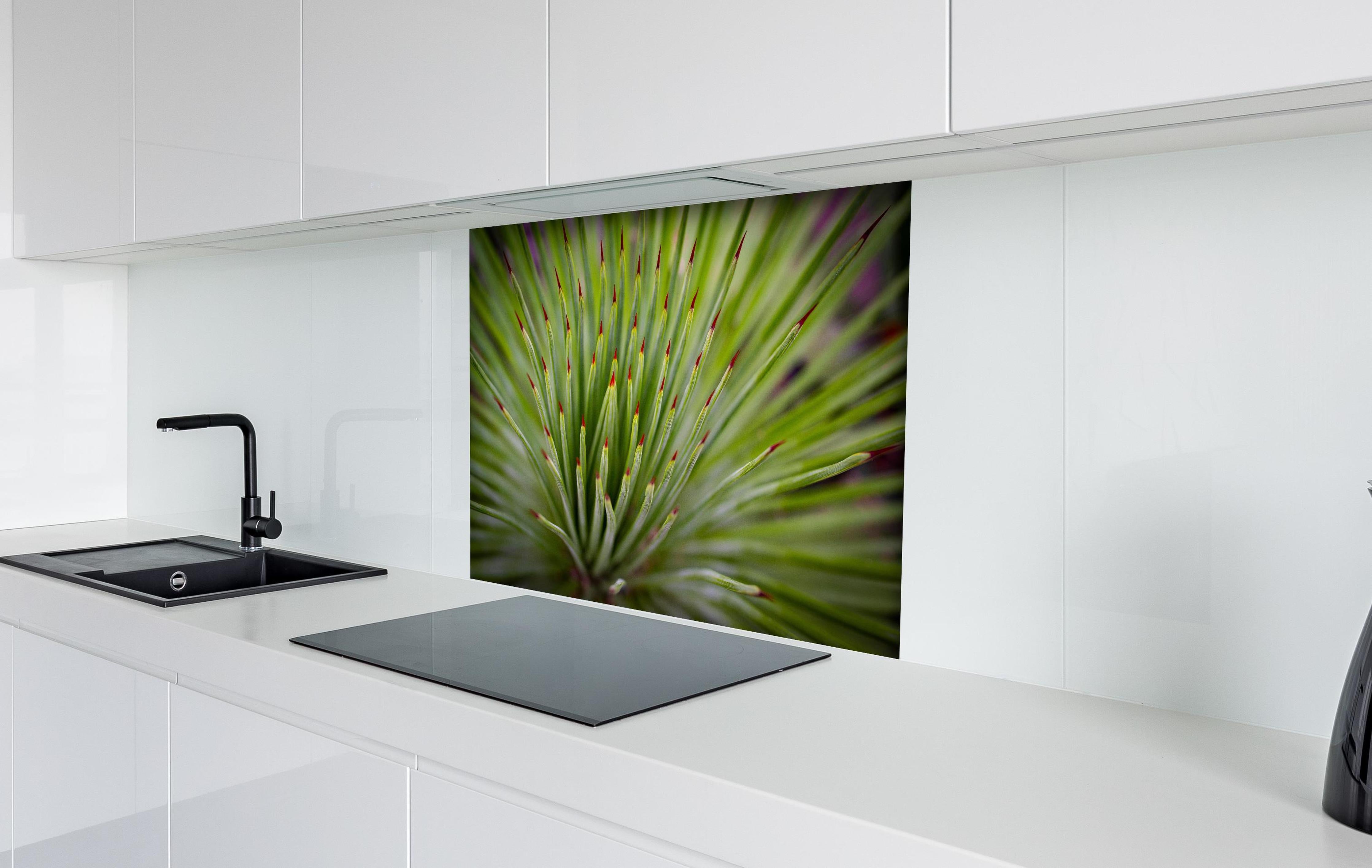 Spritzschutz - Agave striata im Detail hinter einem Cerankochfeld zwischen Holz-Kochutensilien