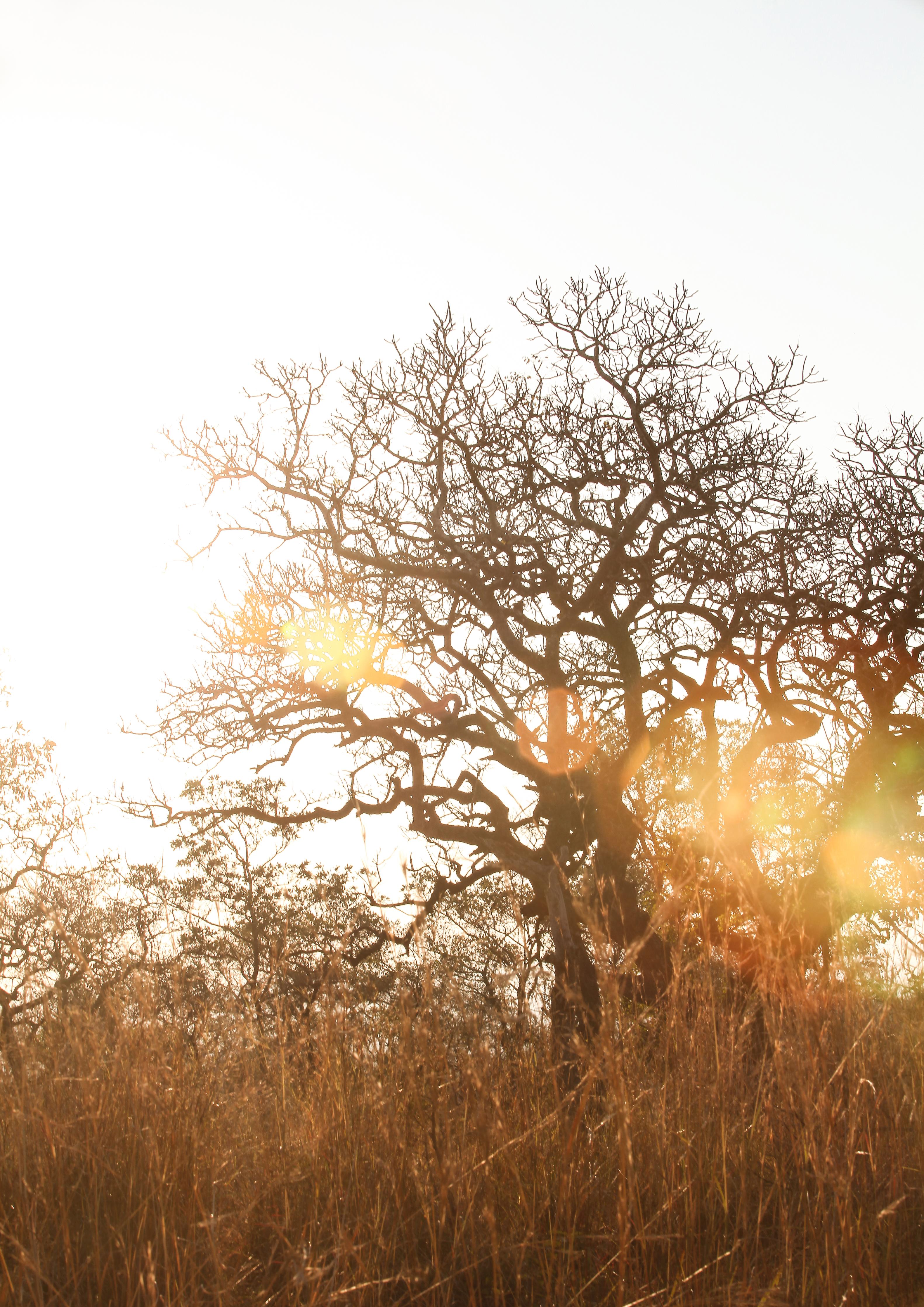 Spritzschutz-Baum im Feld