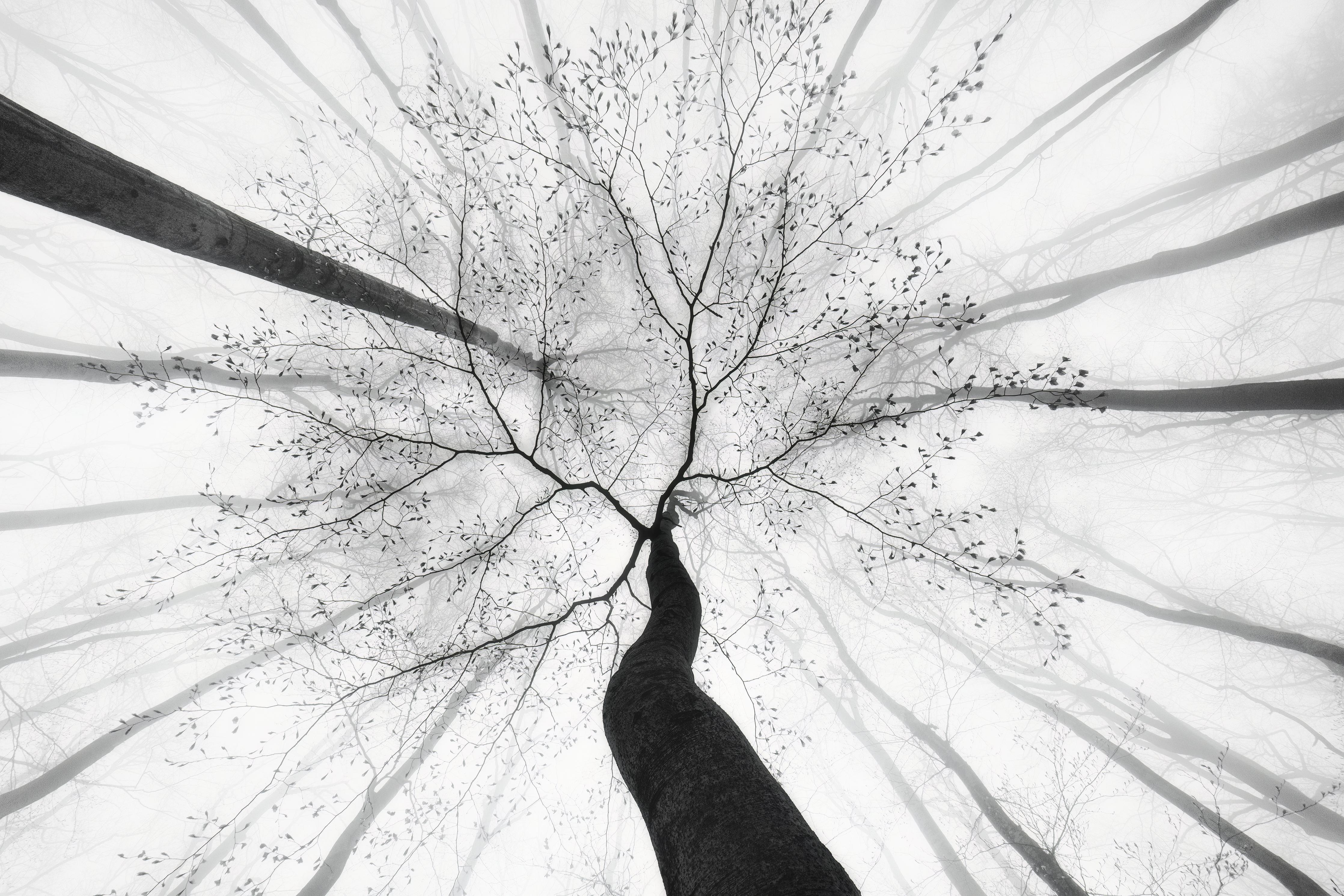 Spritzschutz-Baumkrone von unten im Winter