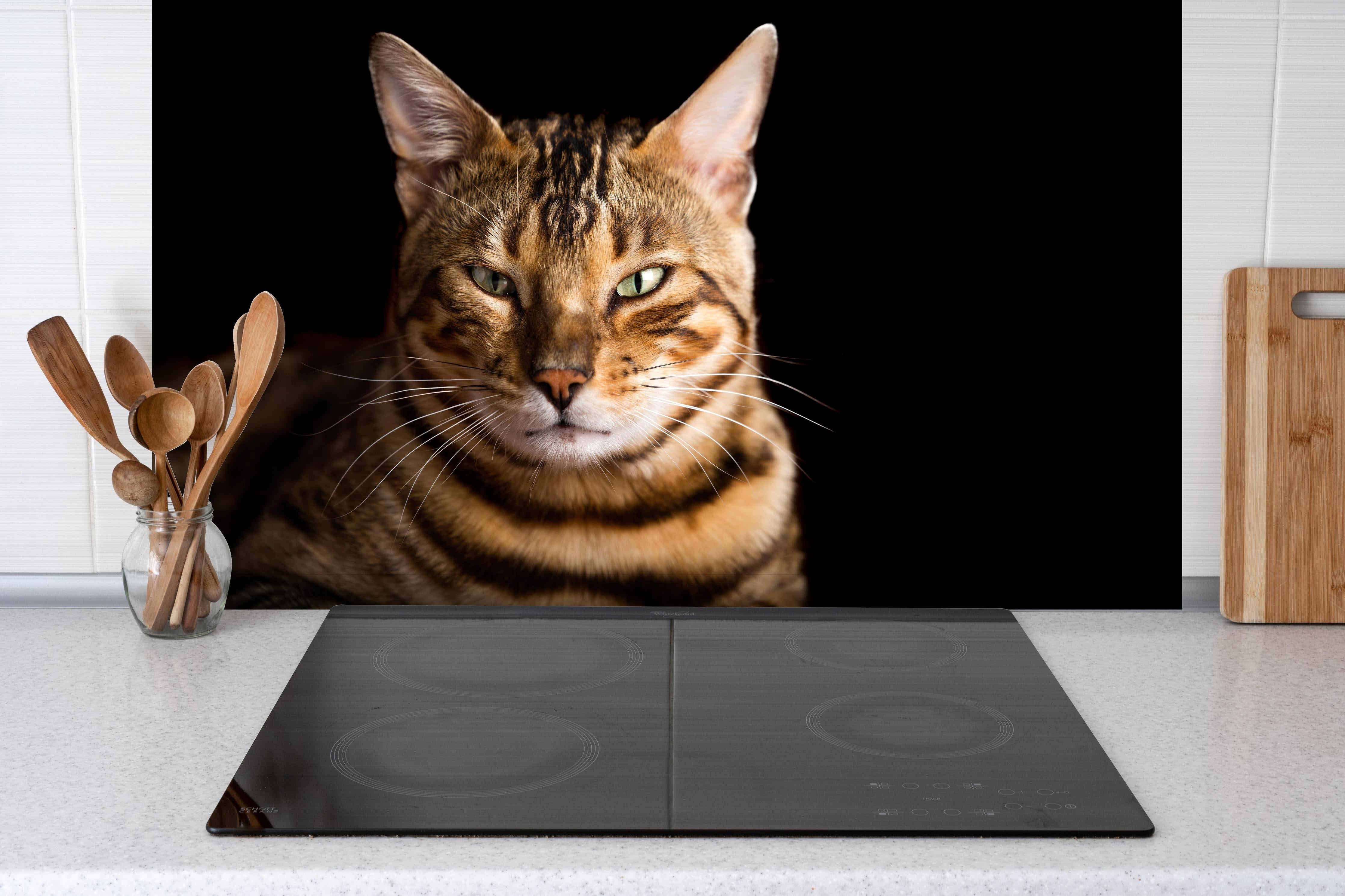 Spritzschutz - Bengalkatze Portrait hinter einem Cerankochfeld zwischen Holz-Kochutensilien