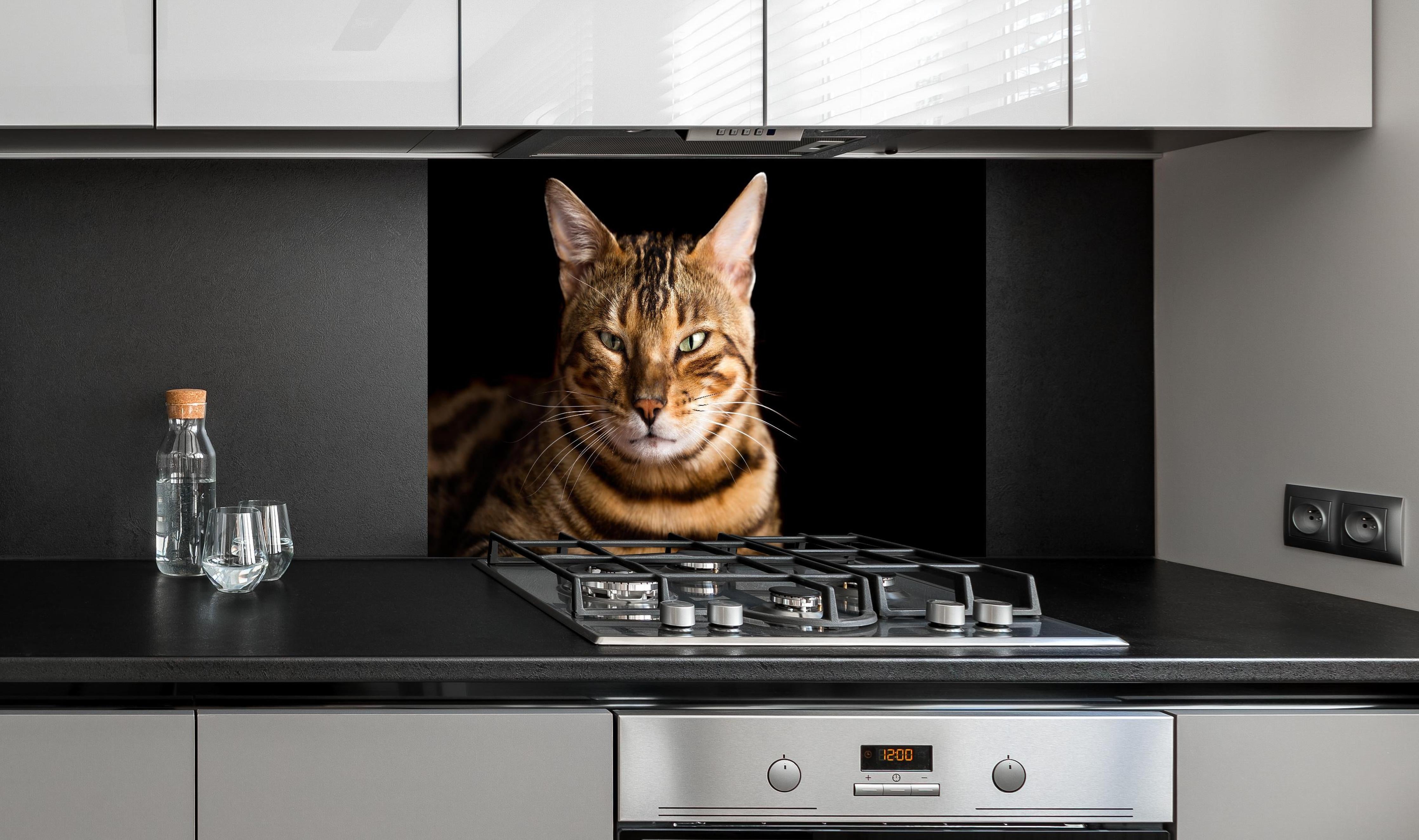Spritzschutz - Bengalkatze Portrait hinter einem Cerankochfeld zwischen Holz-Kochutensilien