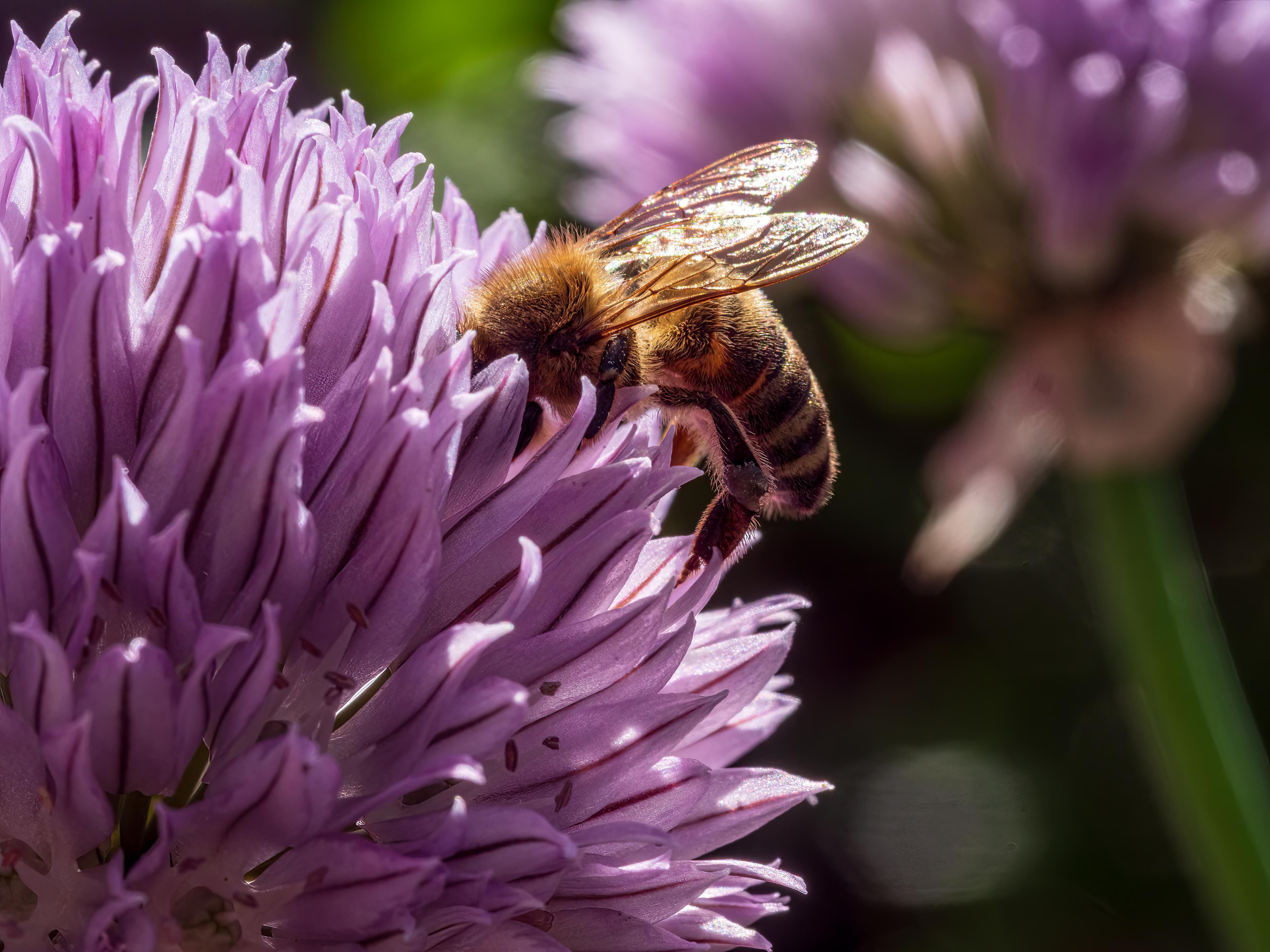 Spritzschutz-Biene auf lila Blüte Makroaufnahme