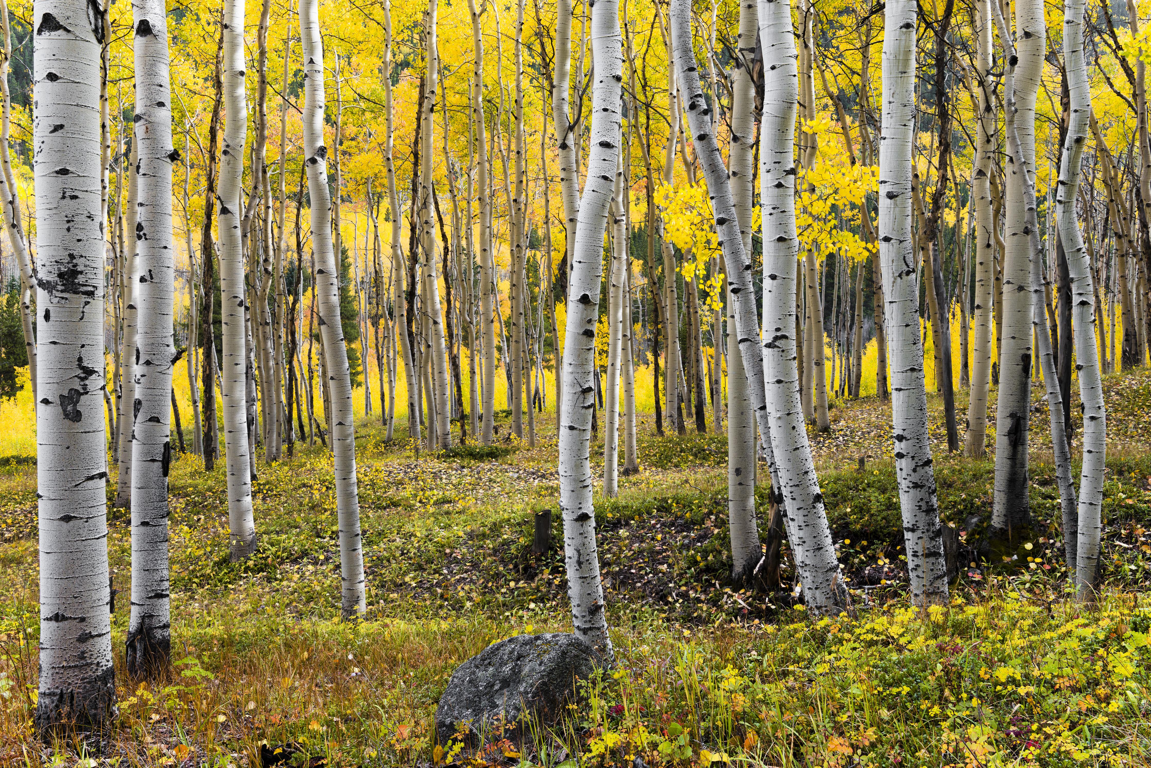 Spritzschutz-Birken im Herbst