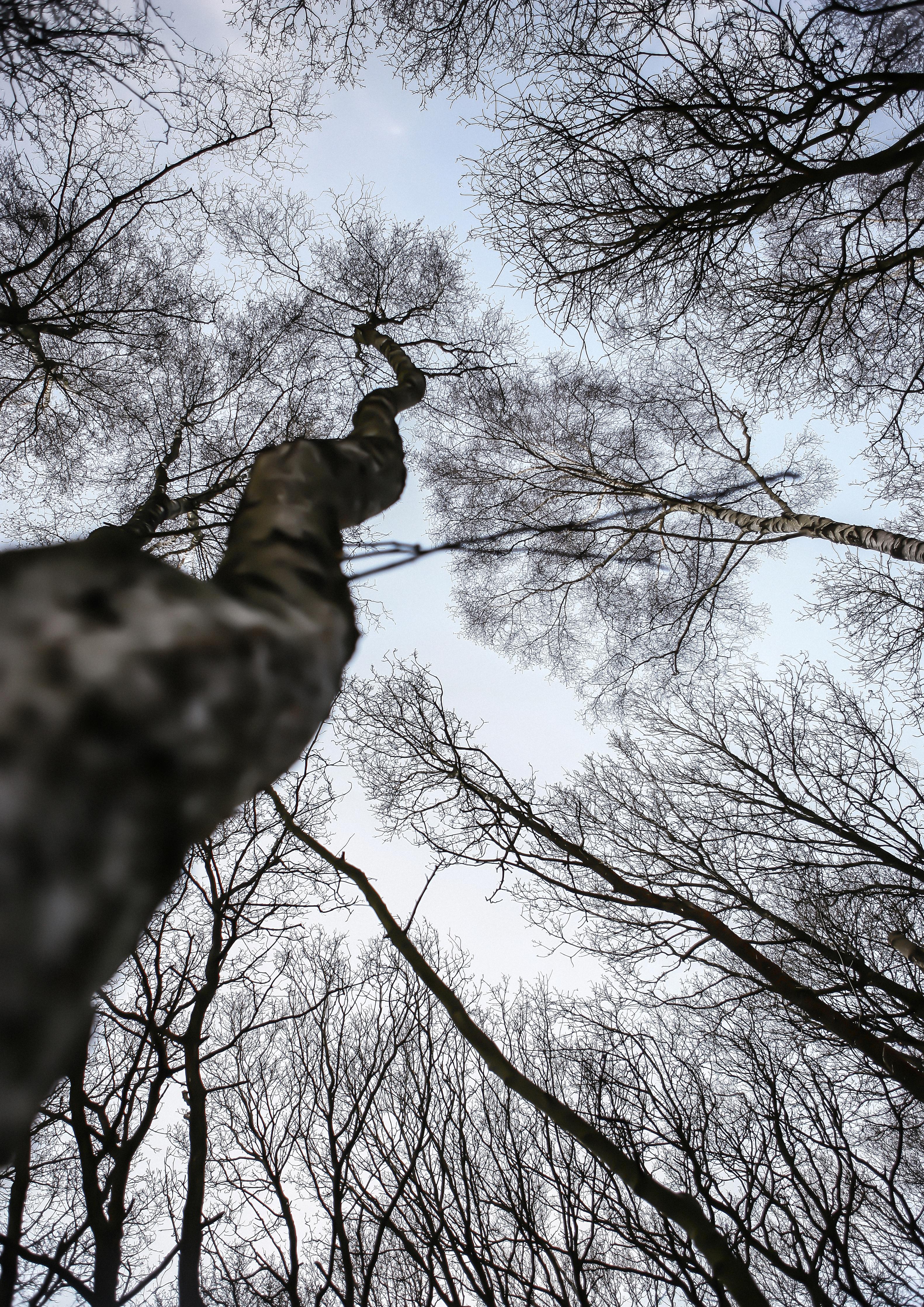 Spritzschutz-Birkenwald im WInter