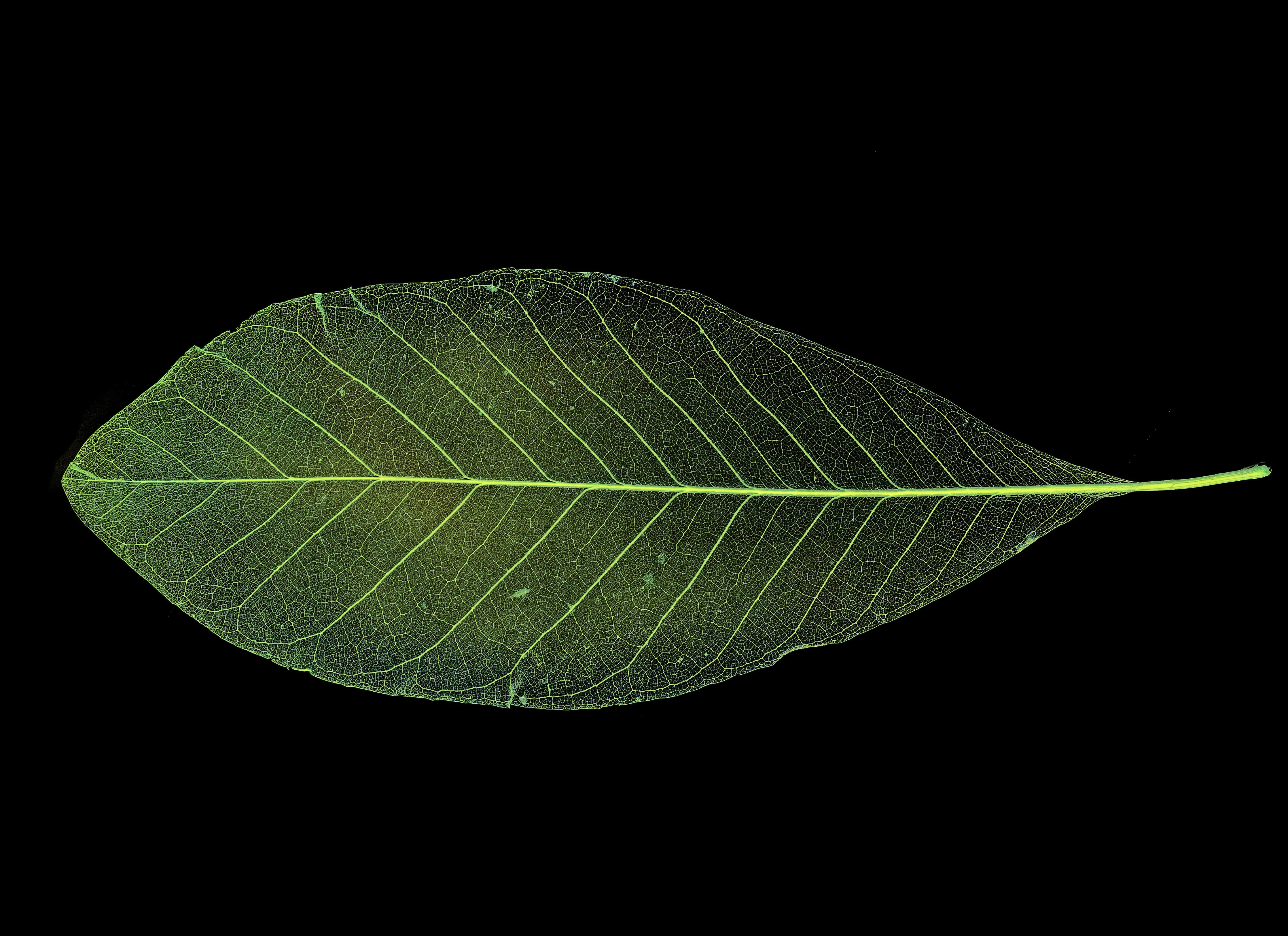 Spritzschutz-Blatt-Textur-Muster 4