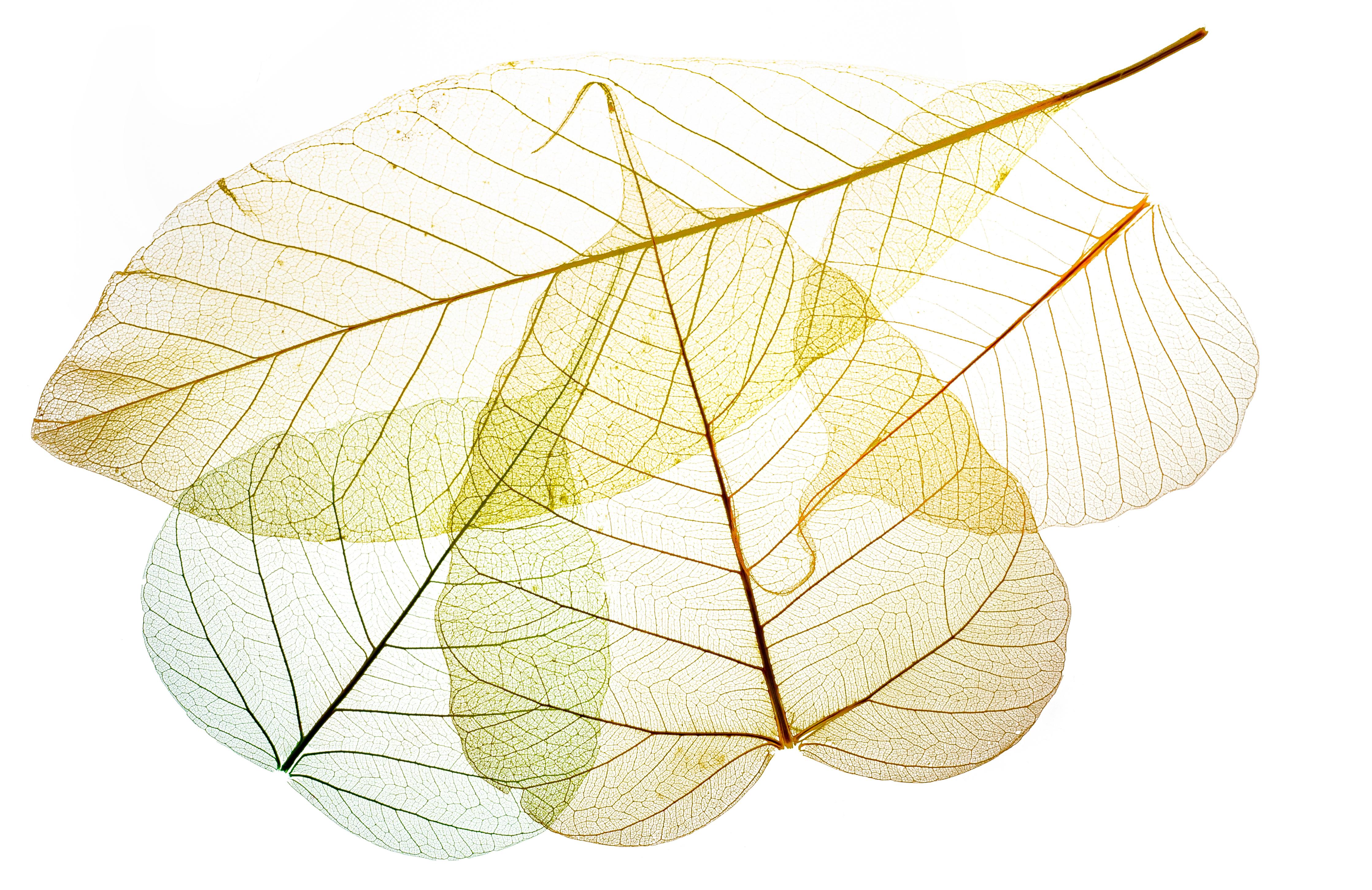 Spritzschutz-Blatt-Textur-Muster 6