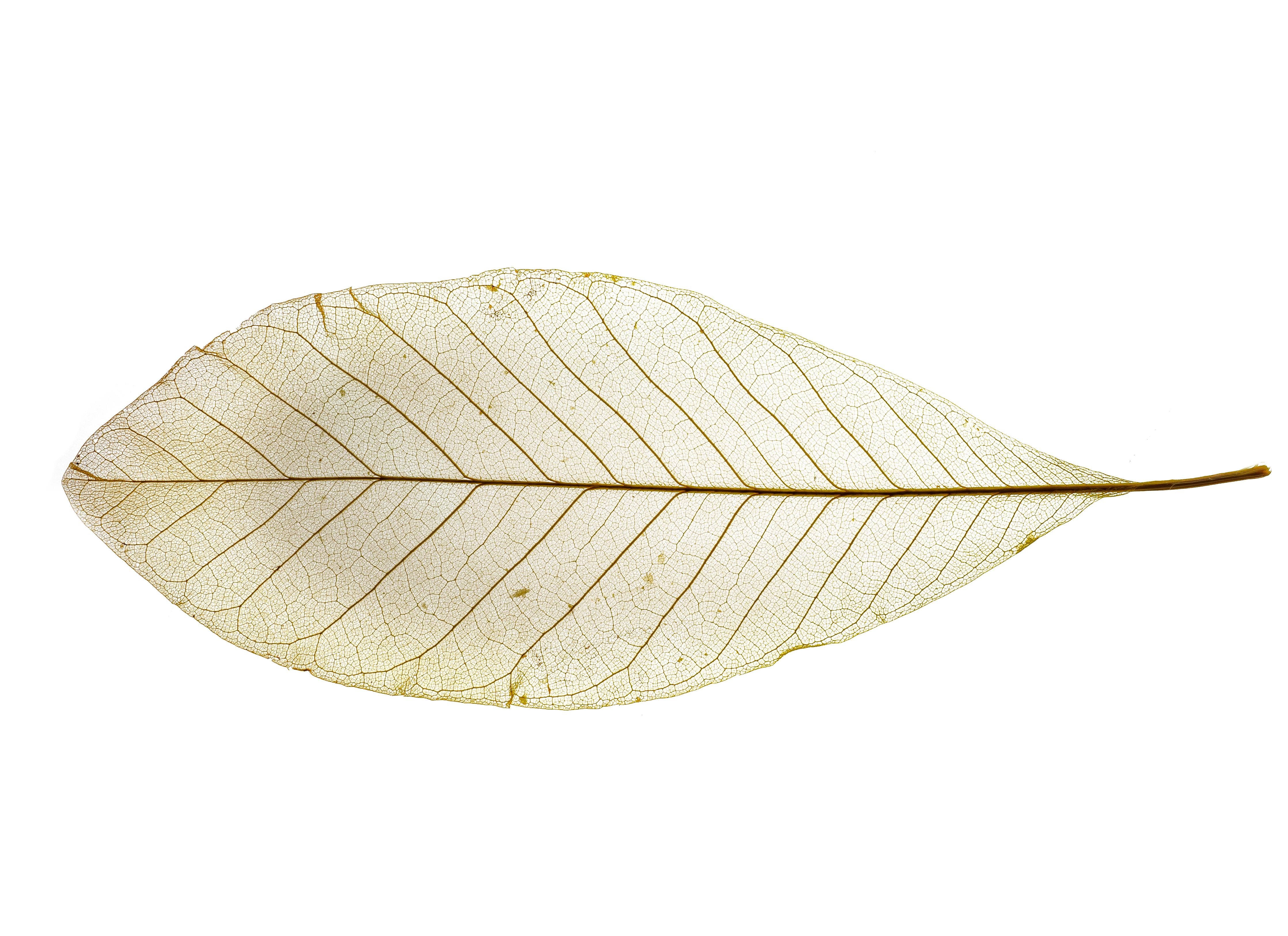 Spritzschutz-Blatt-Textur-Muster