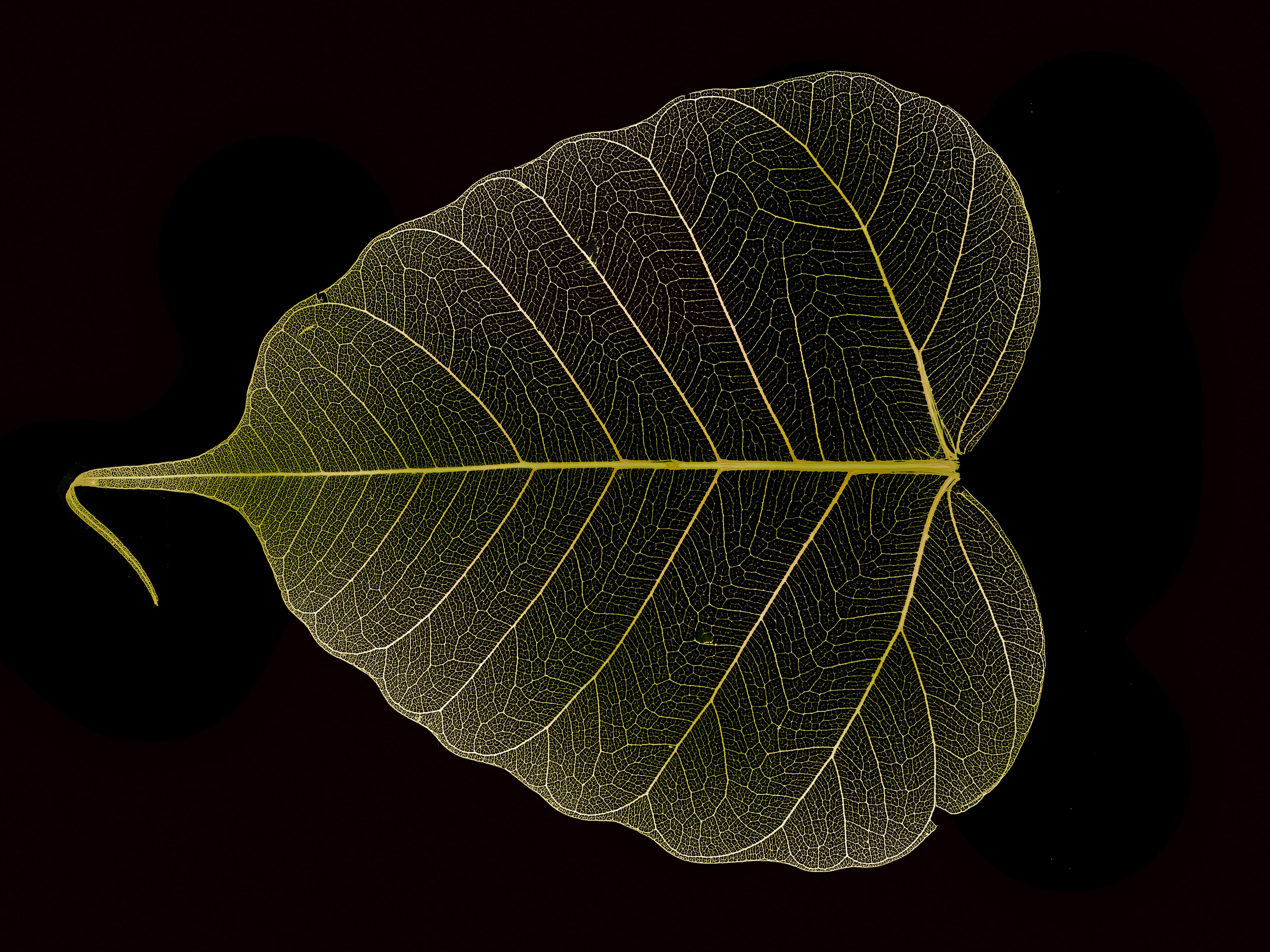 Spritzschutz-Blattadern Makromuster Gelb Detail