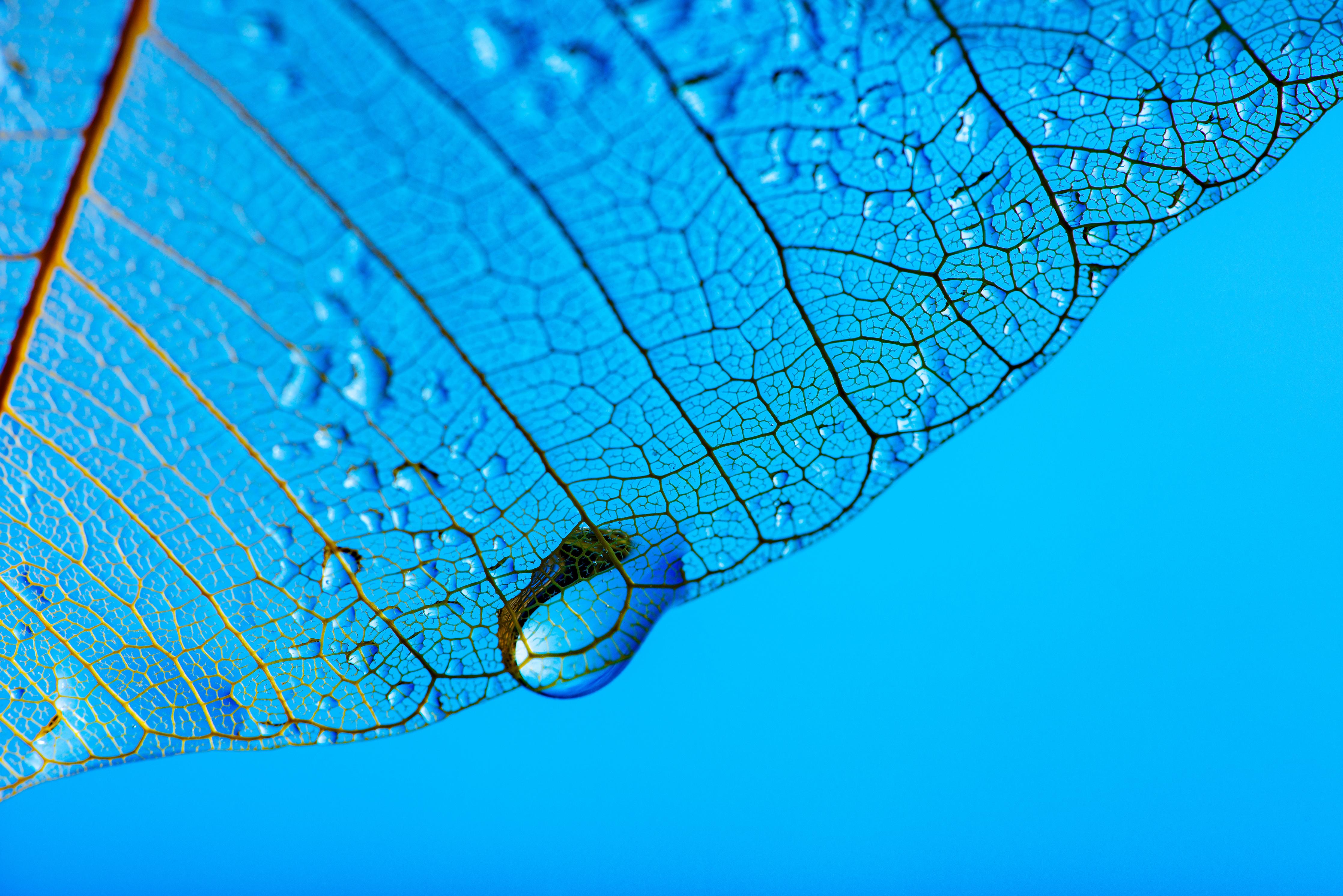 Spritzschutz-Blaue Blattstruktur mit Tautropfen Makro