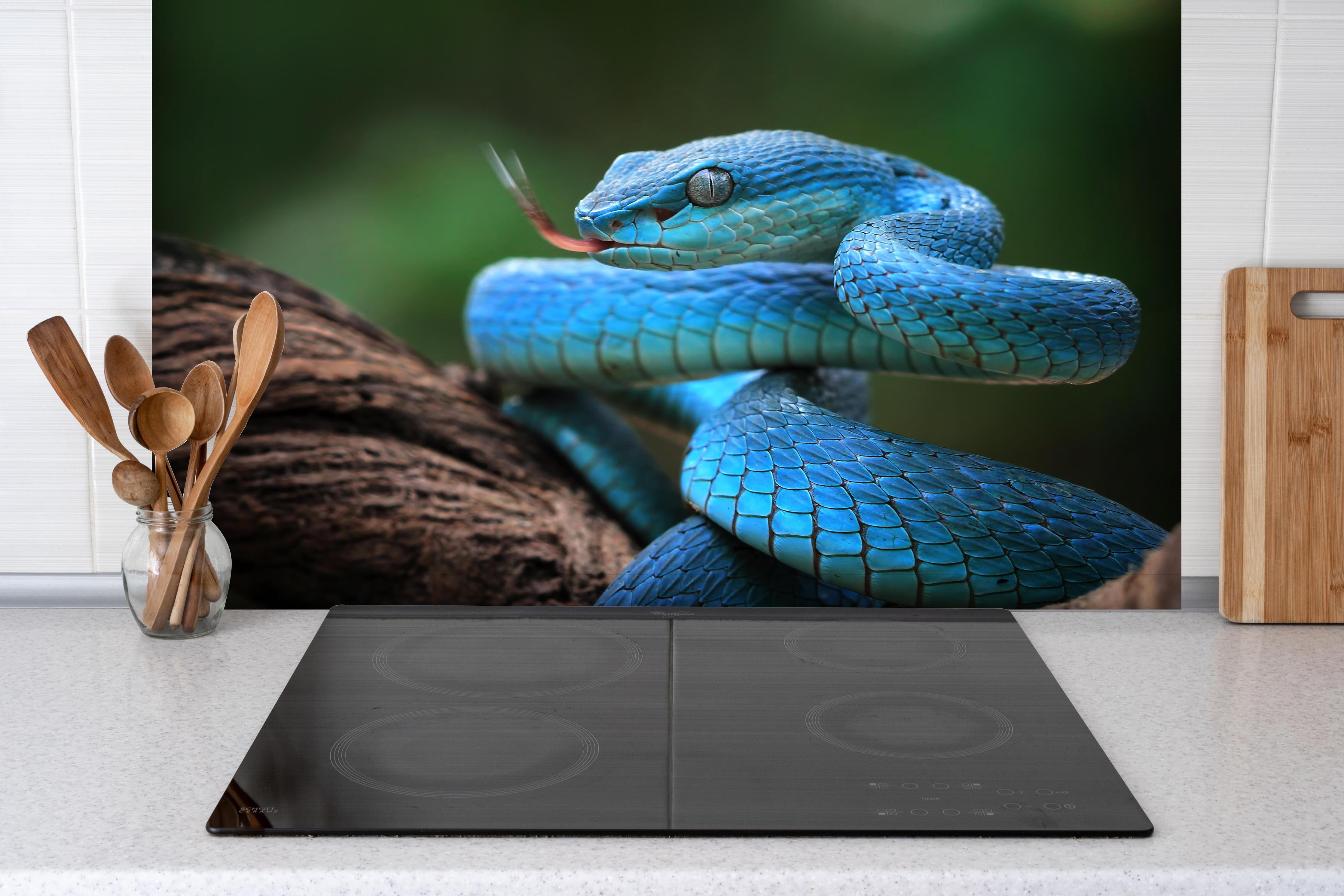 Spritzschutz - Blaue insularis Vipern-Nahaufnahme hinter einem Cerankochfeld zwischen Holz-Kochutensilien