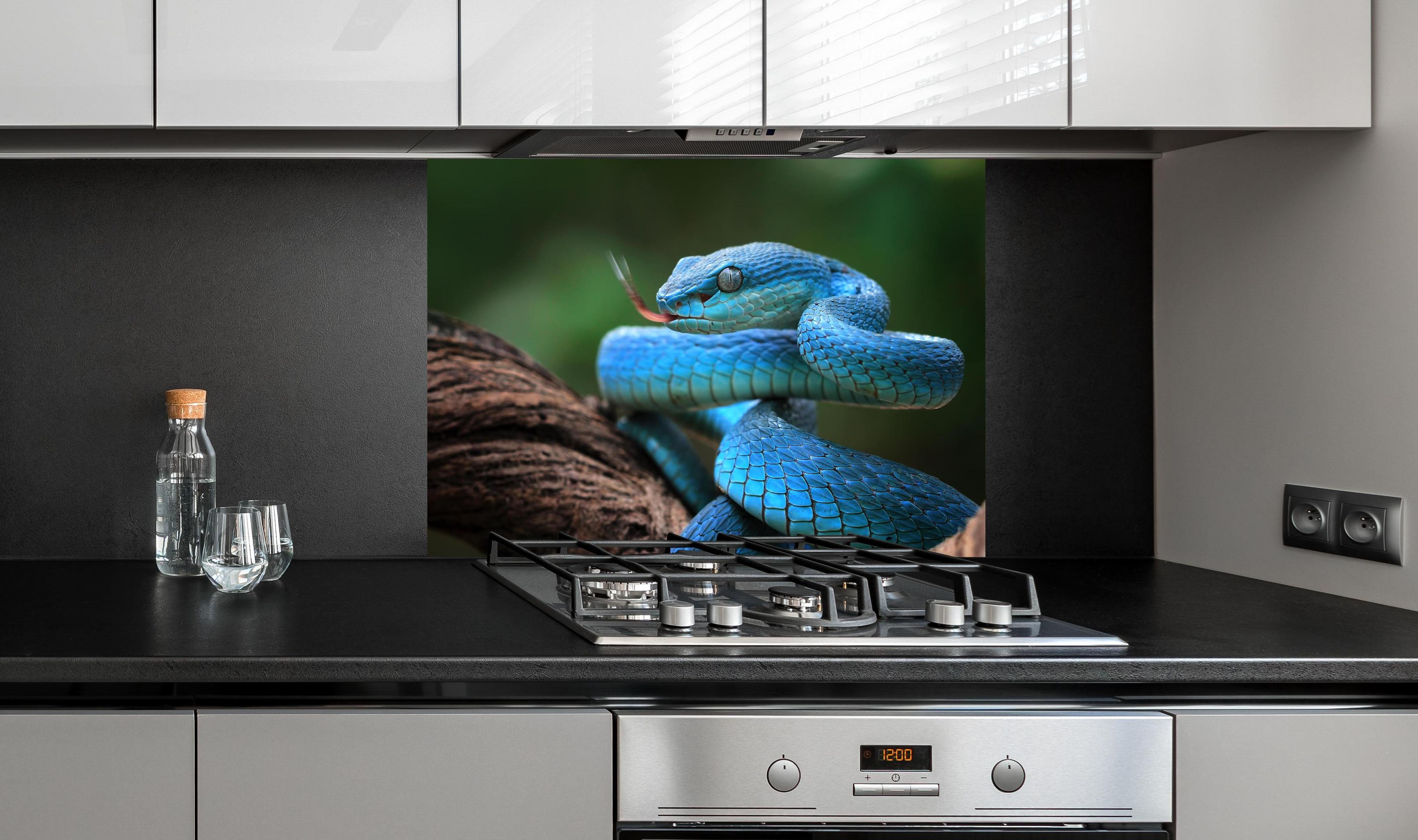 Spritzschutz - Blaue insularis Vipern-Nahaufnahme hinter einem Cerankochfeld zwischen Holz-Kochutensilien