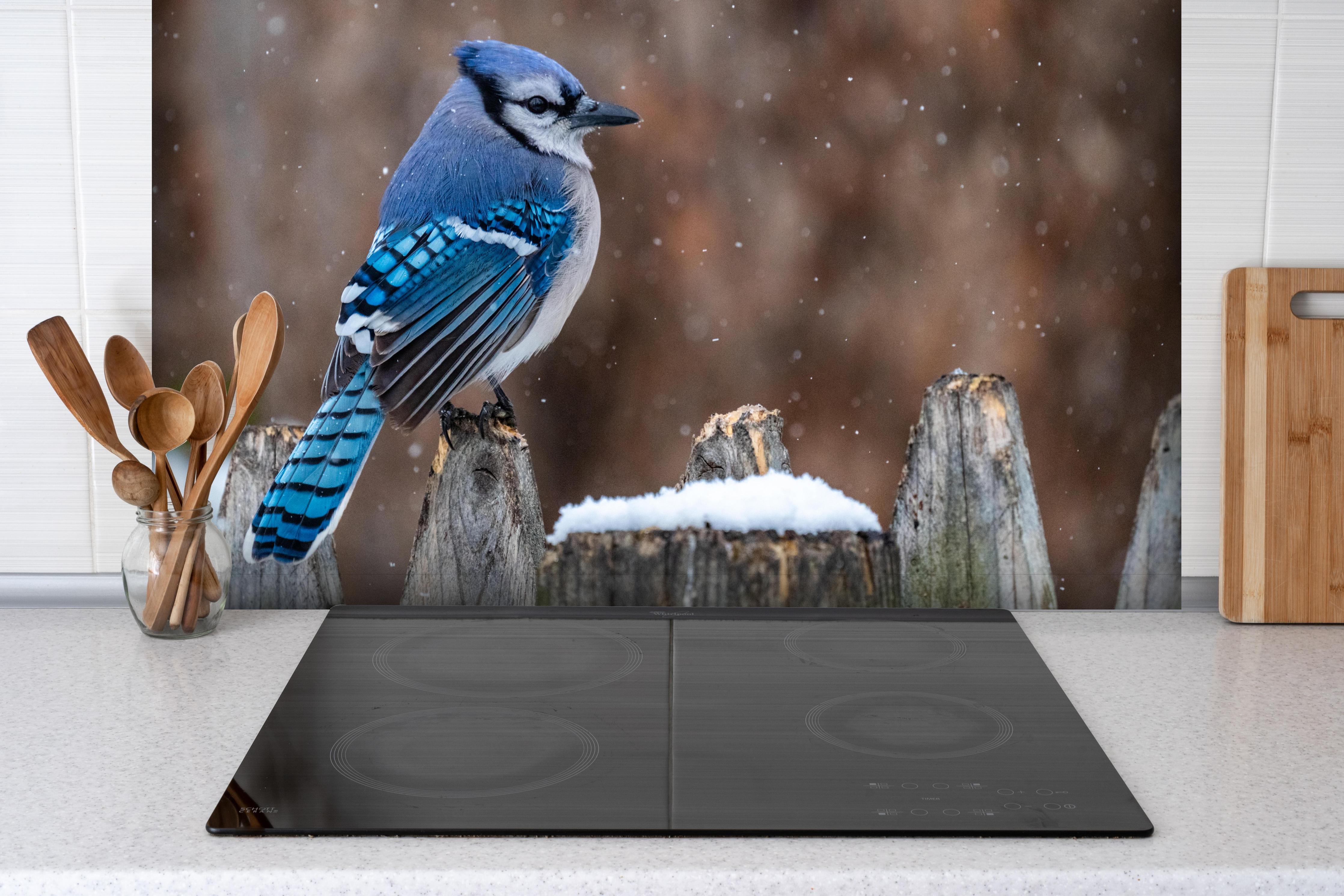 Spritzschutz - Blauhäher im Schnee hinter einem Cerankochfeld zwischen Holz-Kochutensilien