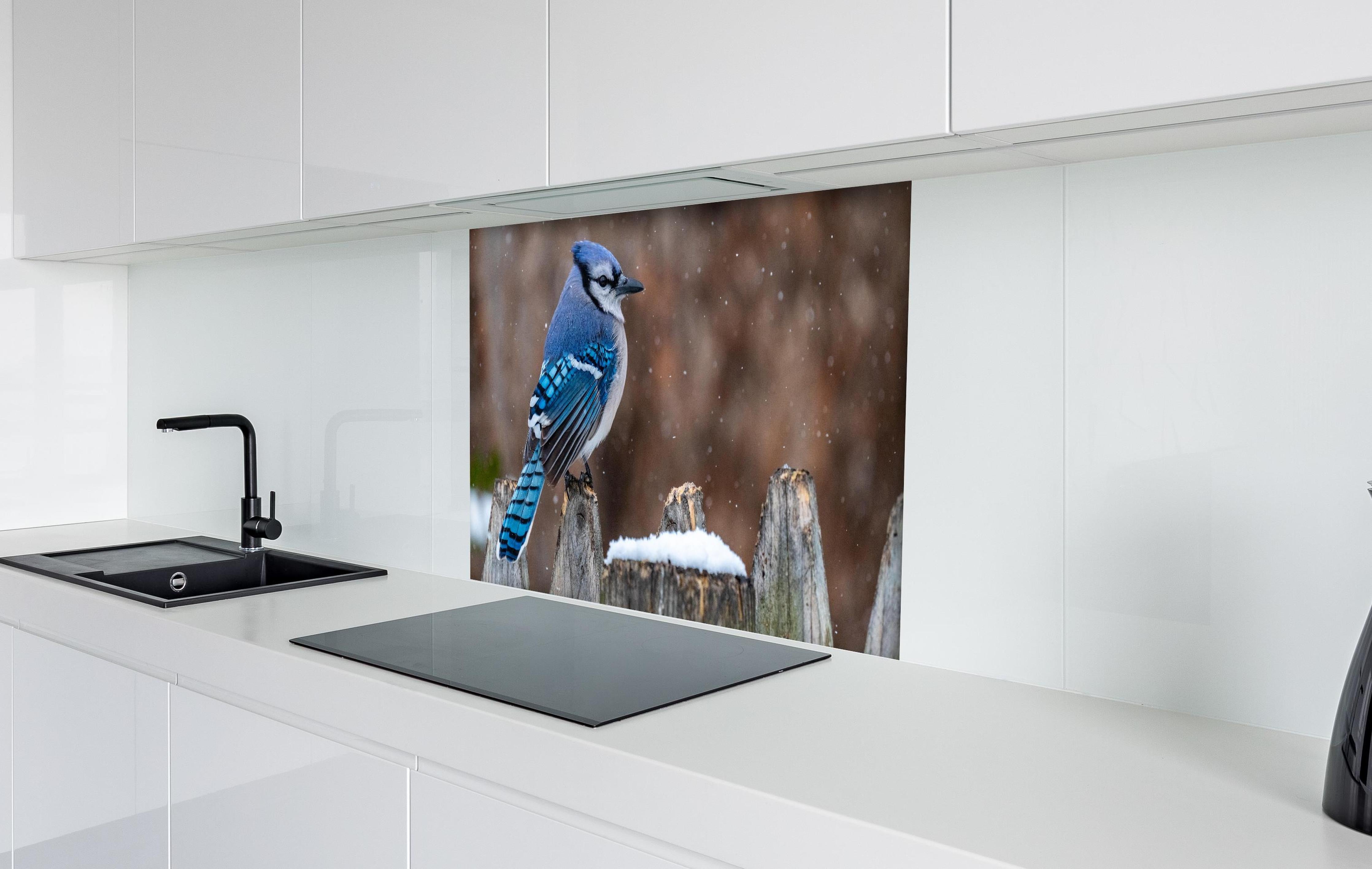 Spritzschutz - Blauhäher im Schnee hinter einem Cerankochfeld zwischen Holz-Kochutensilien