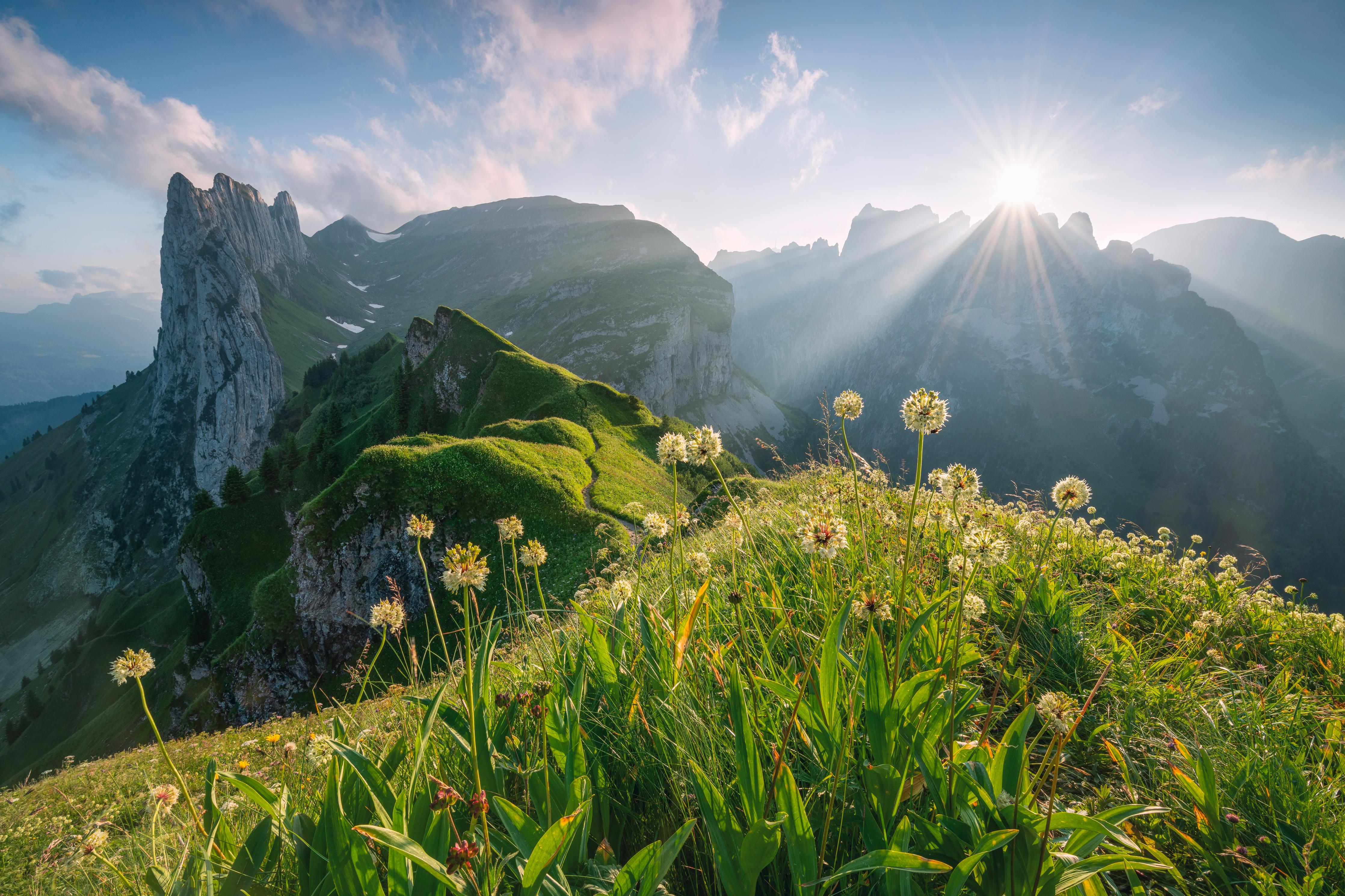Spritzschutz-Blühende Alpenwiesen bei Sonnenaufgang
