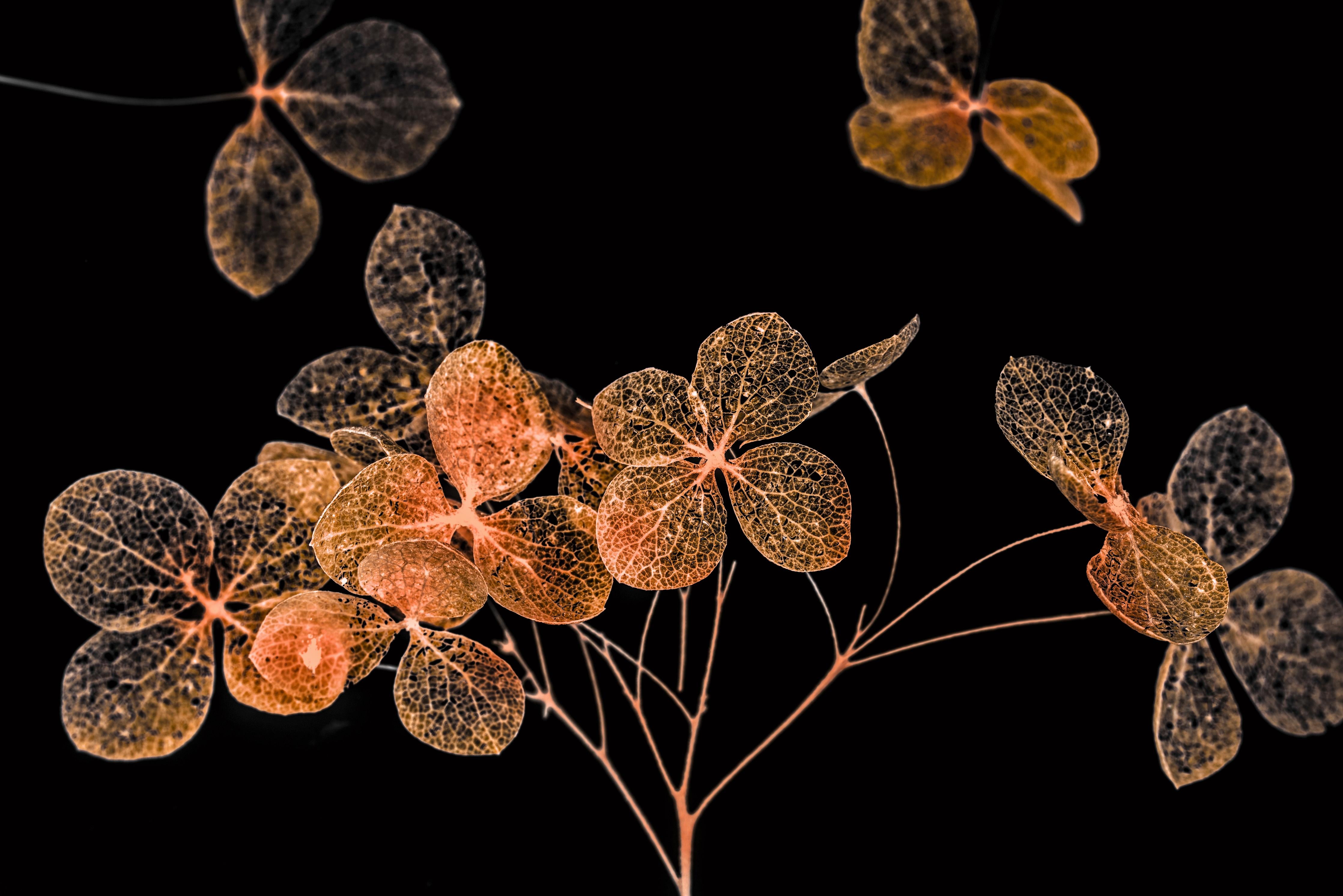 Spritzschutz-Blumen im Detail - grafik