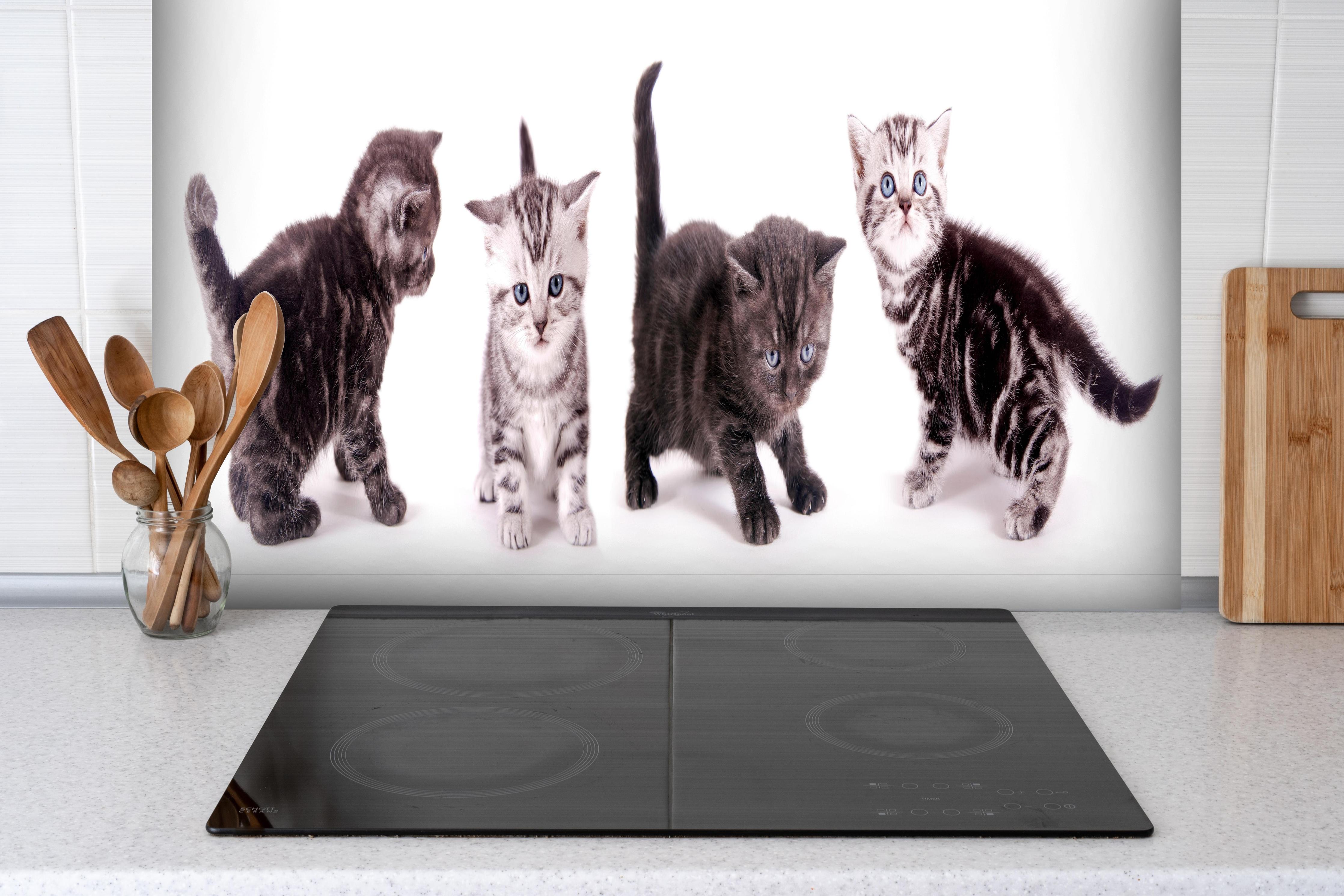 Spritzschutz - Britisch Kurzhaar Babykatzen in Grau-Weiß hinter einem Cerankochfeld zwischen Holz-Kochutensilien