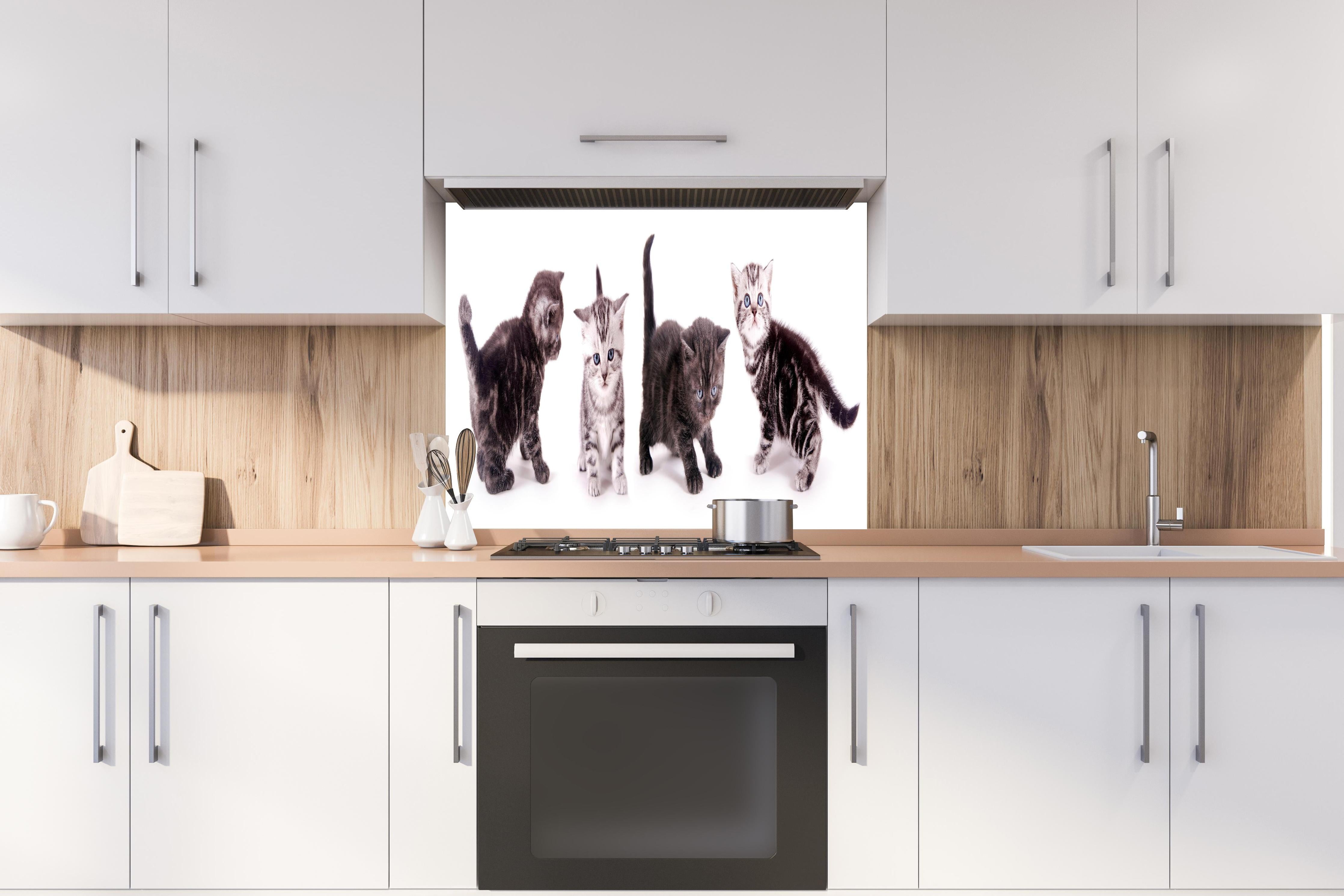 Spritzschutz - Britisch Kurzhaar Babykatzen in Grau-Weiß hinter einem Cerankochfeld zwischen Holz-Kochutensilien