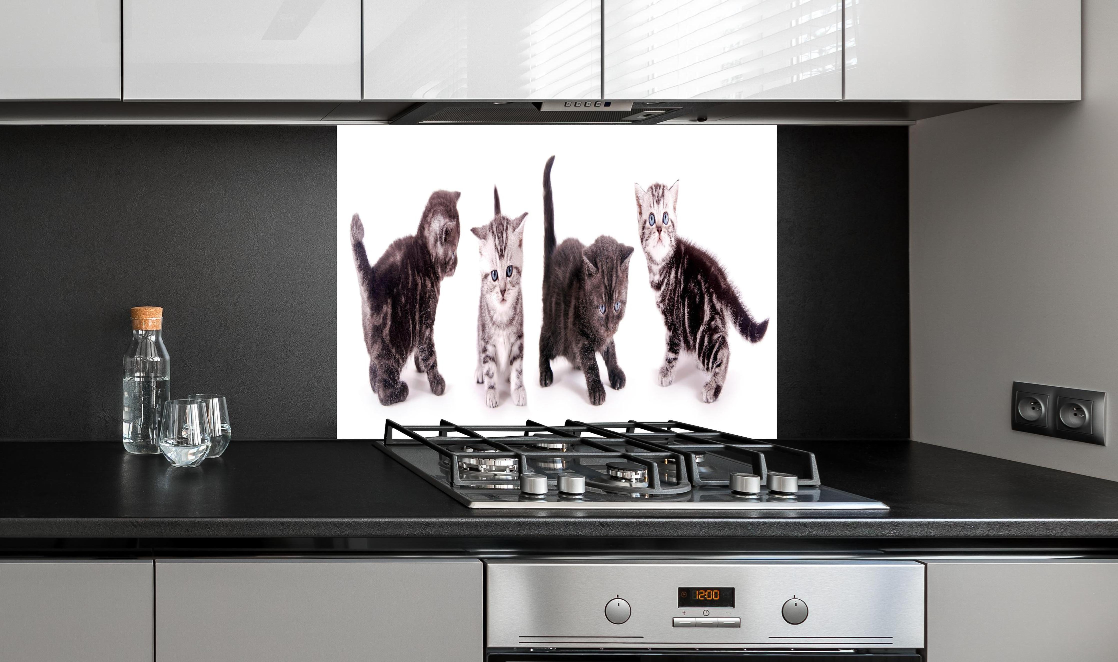 Spritzschutz - Britisch Kurzhaar Babykatzen in Grau-Weiß hinter einem Cerankochfeld zwischen Holz-Kochutensilien