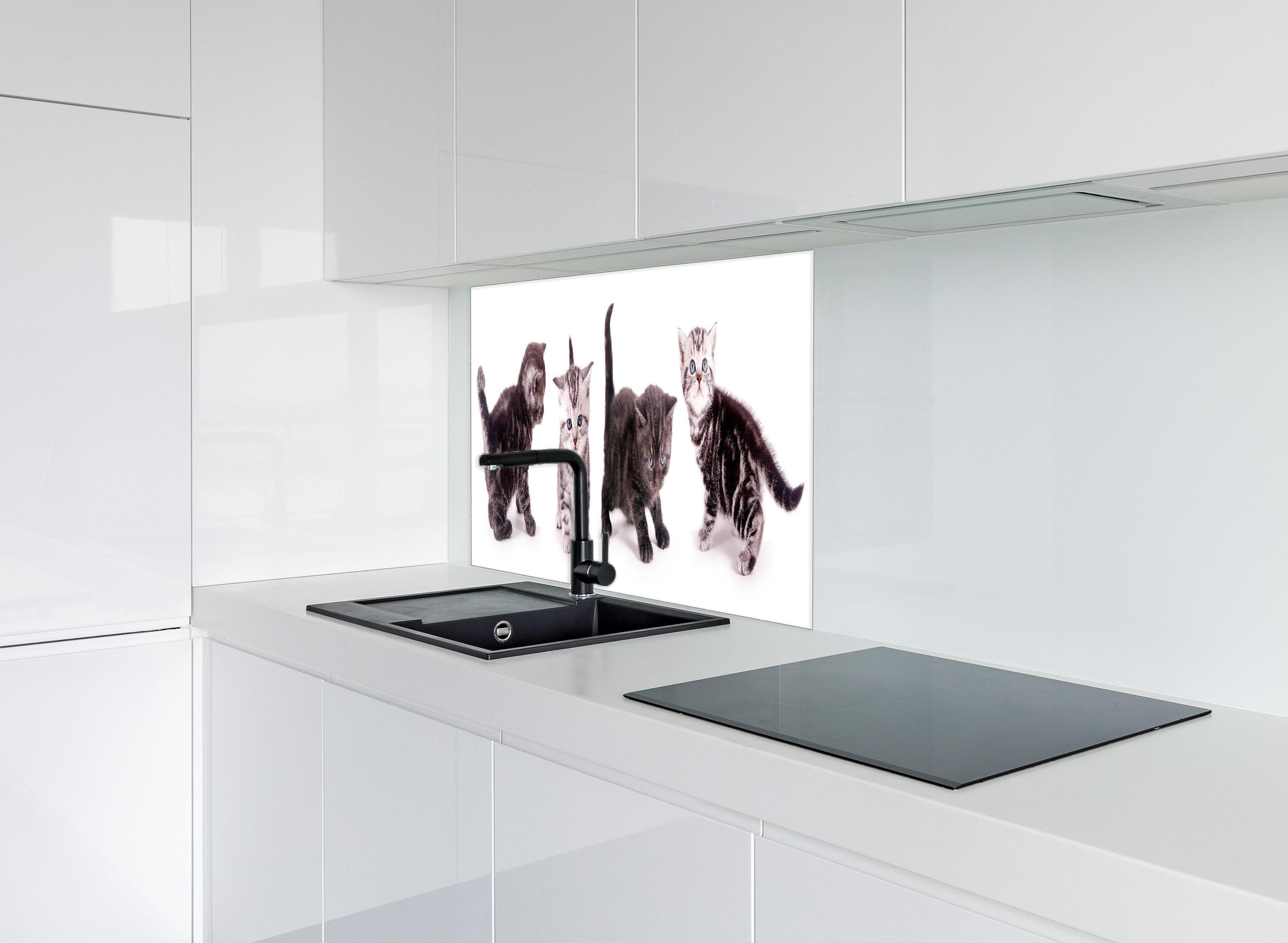 Spritzschutz - Britisch Kurzhaar Babykatzen in Grau-Weiß hinter einem Cerankochfeld zwischen Holz-Kochutensilien