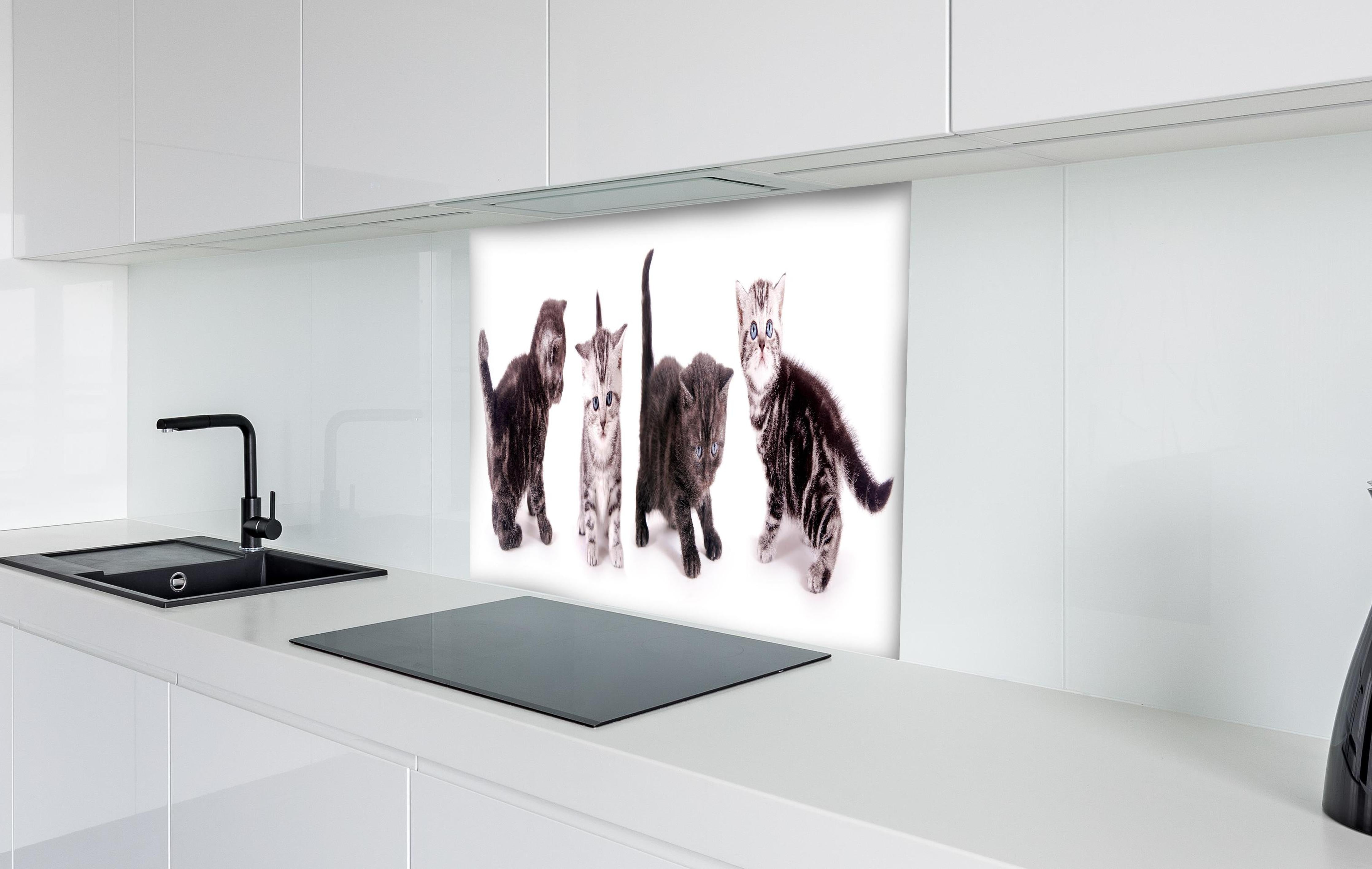 Spritzschutz - Britisch Kurzhaar Babykatzen in Grau-Weiß hinter einem Cerankochfeld zwischen Holz-Kochutensilien