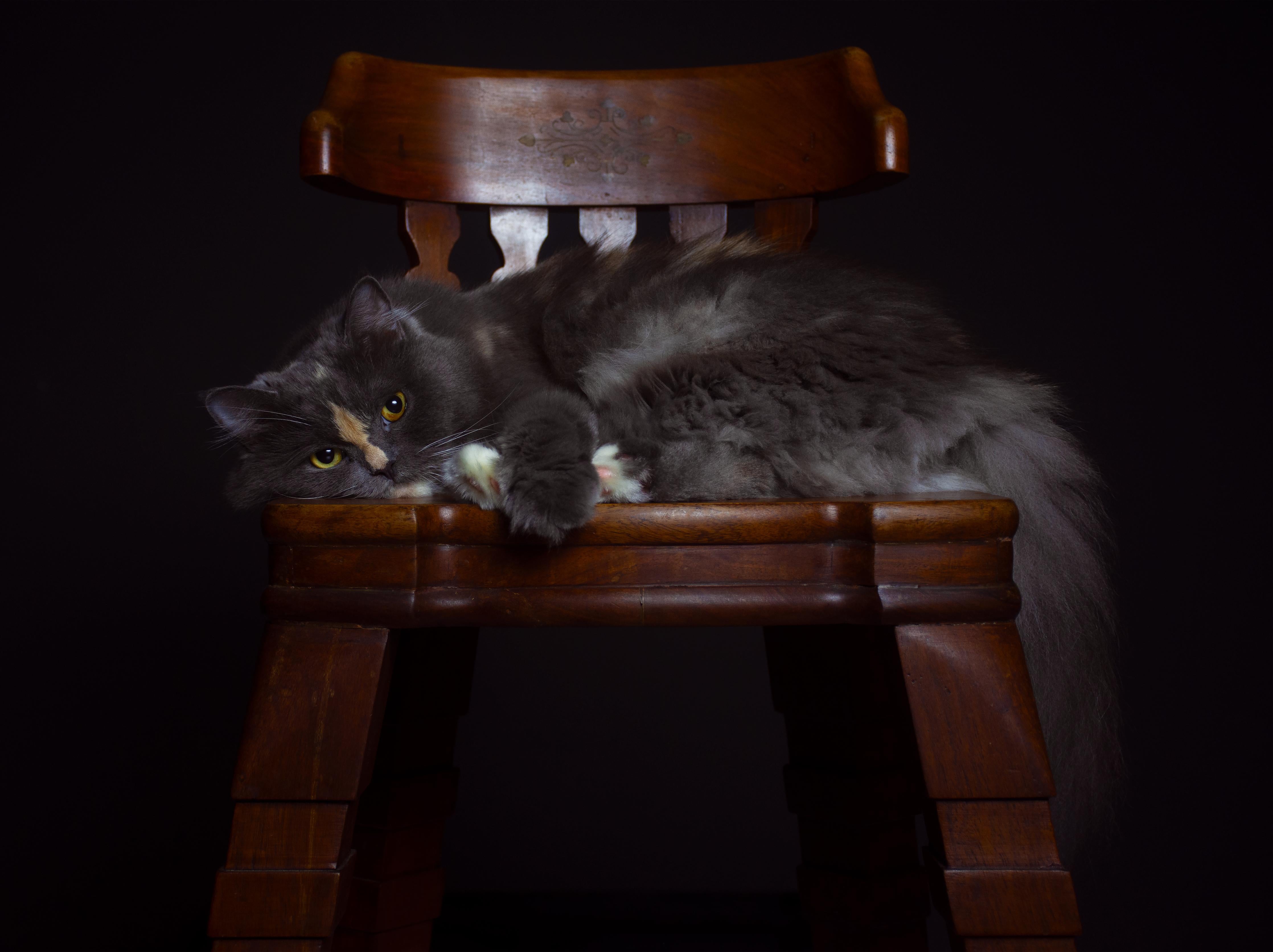 Spritzschutz-Britisch Langhaarkatze auf Holzstuhl