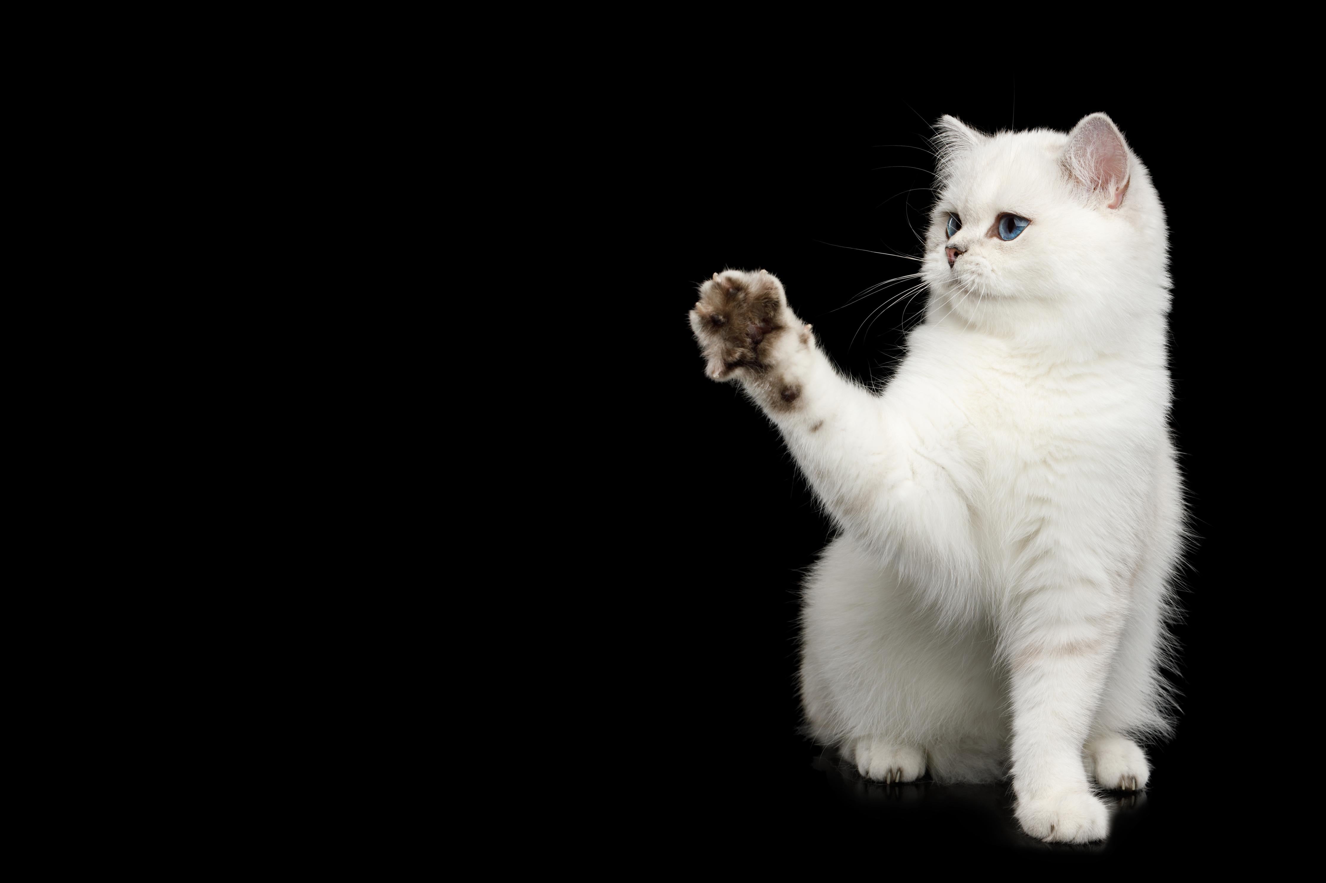 Spritzschutz-British weiße Katze