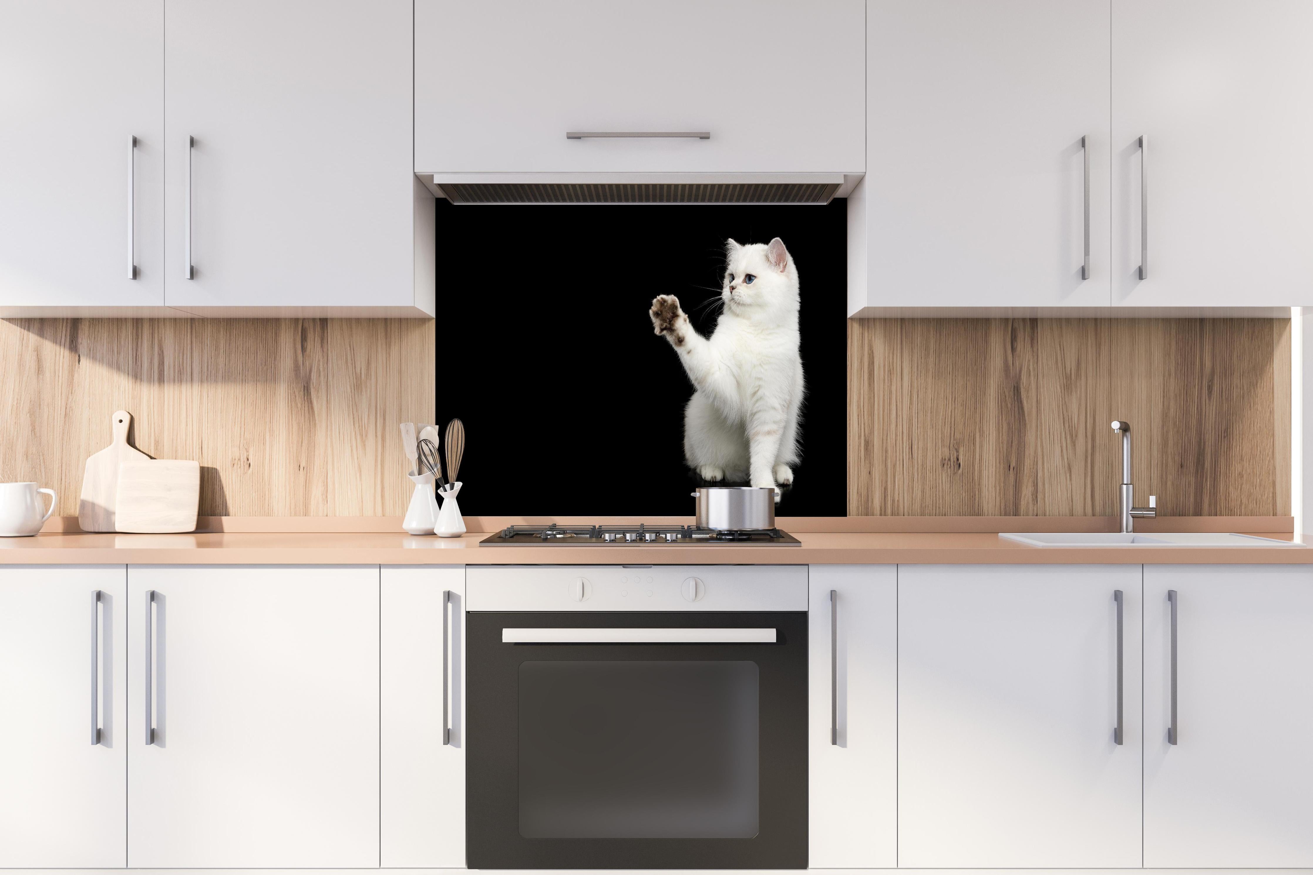 Spritzschutz - British weiße Katze hinter einem Cerankochfeld zwischen Holz-Kochutensilien