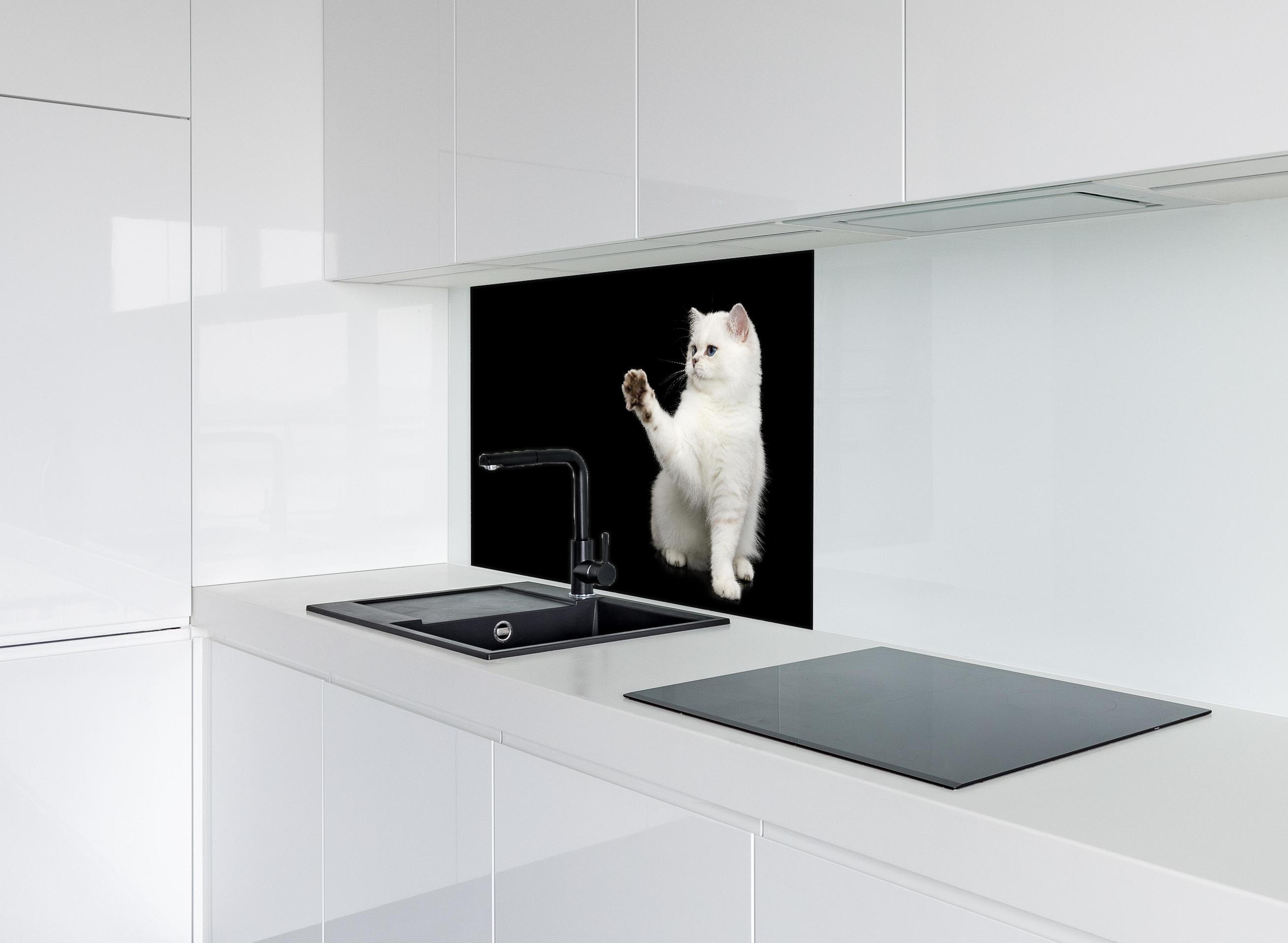 Spritzschutz - British weiße Katze hinter einem Cerankochfeld zwischen Holz-Kochutensilien