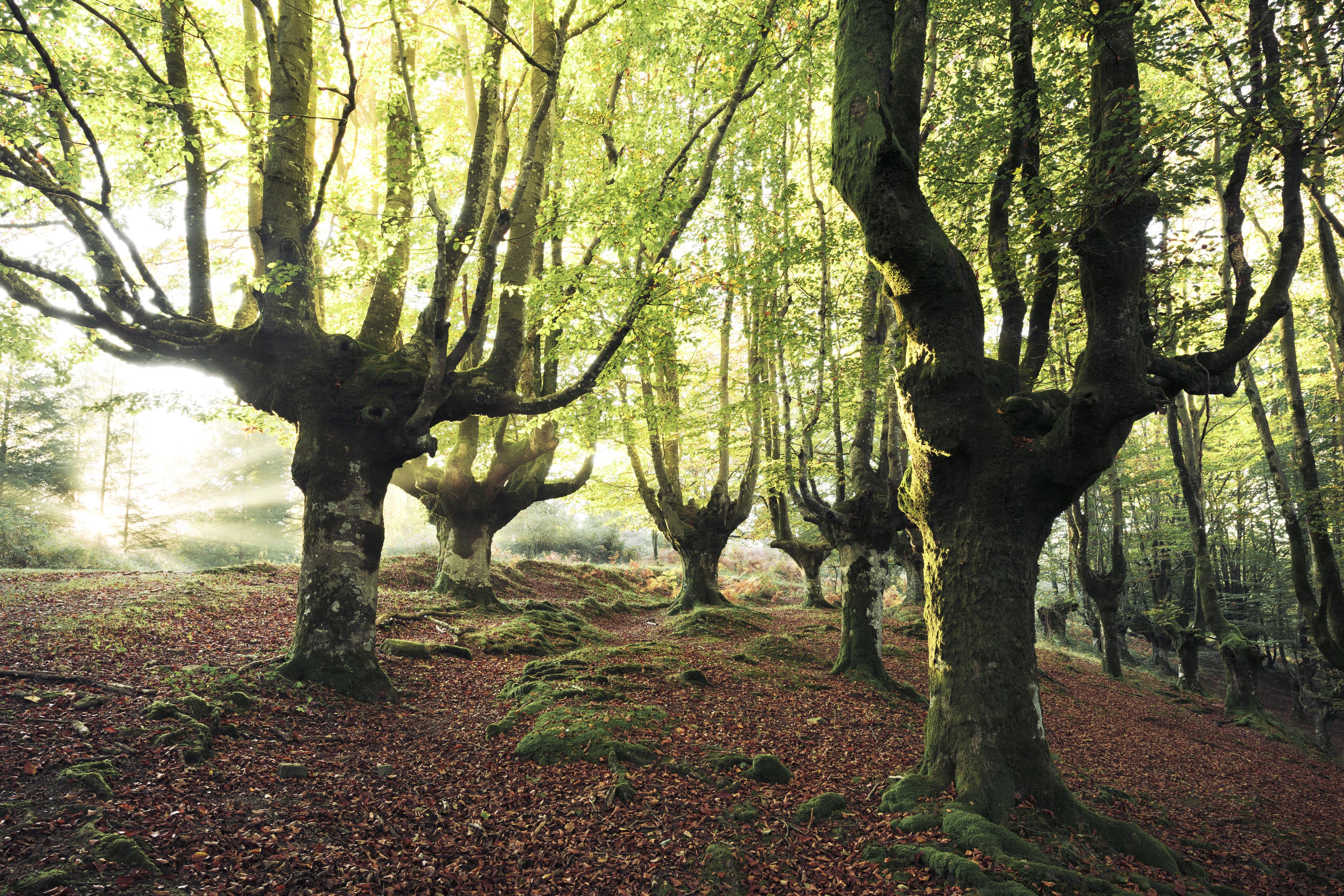 Spritzschutz-Buchenwald in Spanien