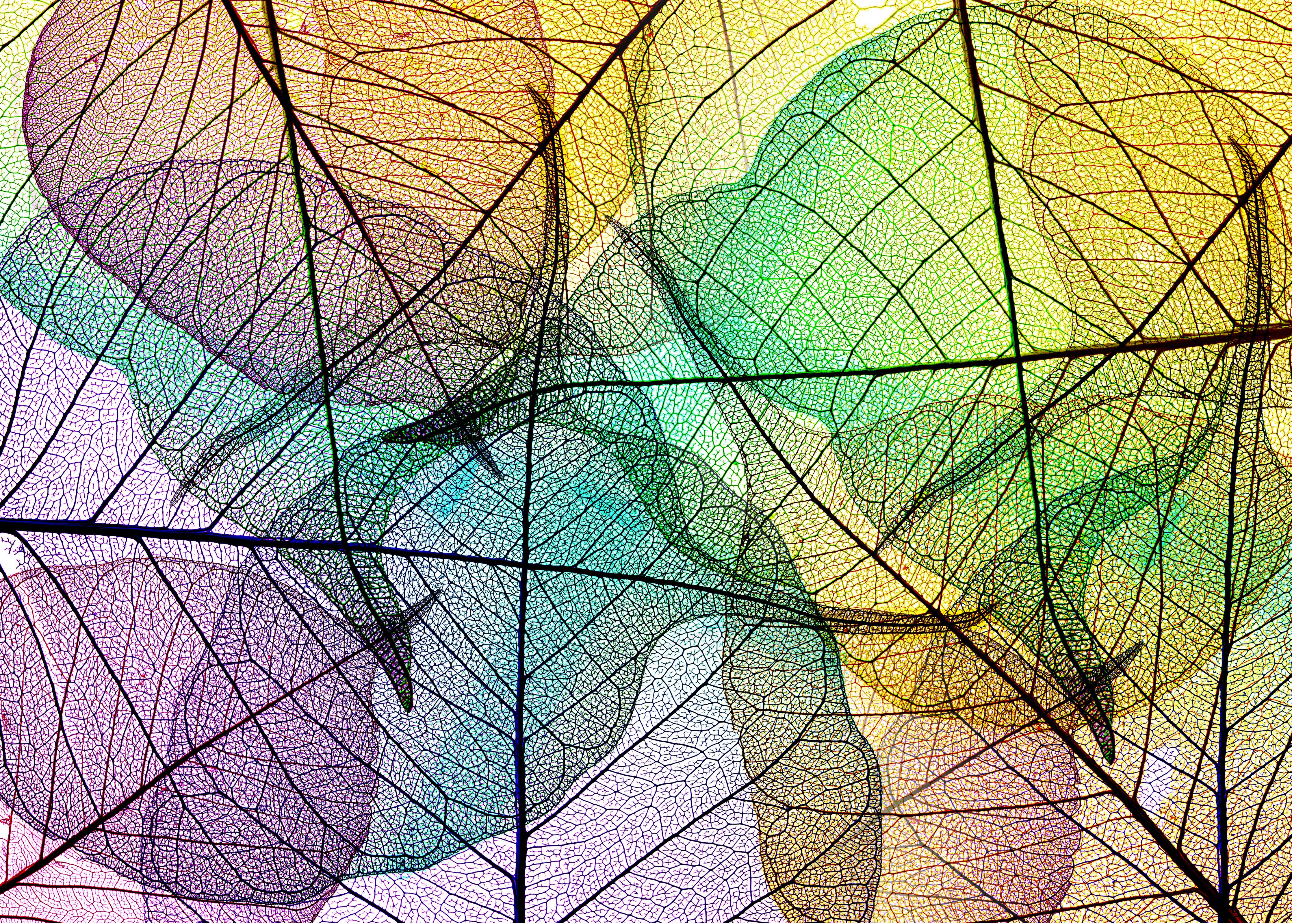 Spritzschutz-Bunte Blätter-Textur auf weißem Hintergrund