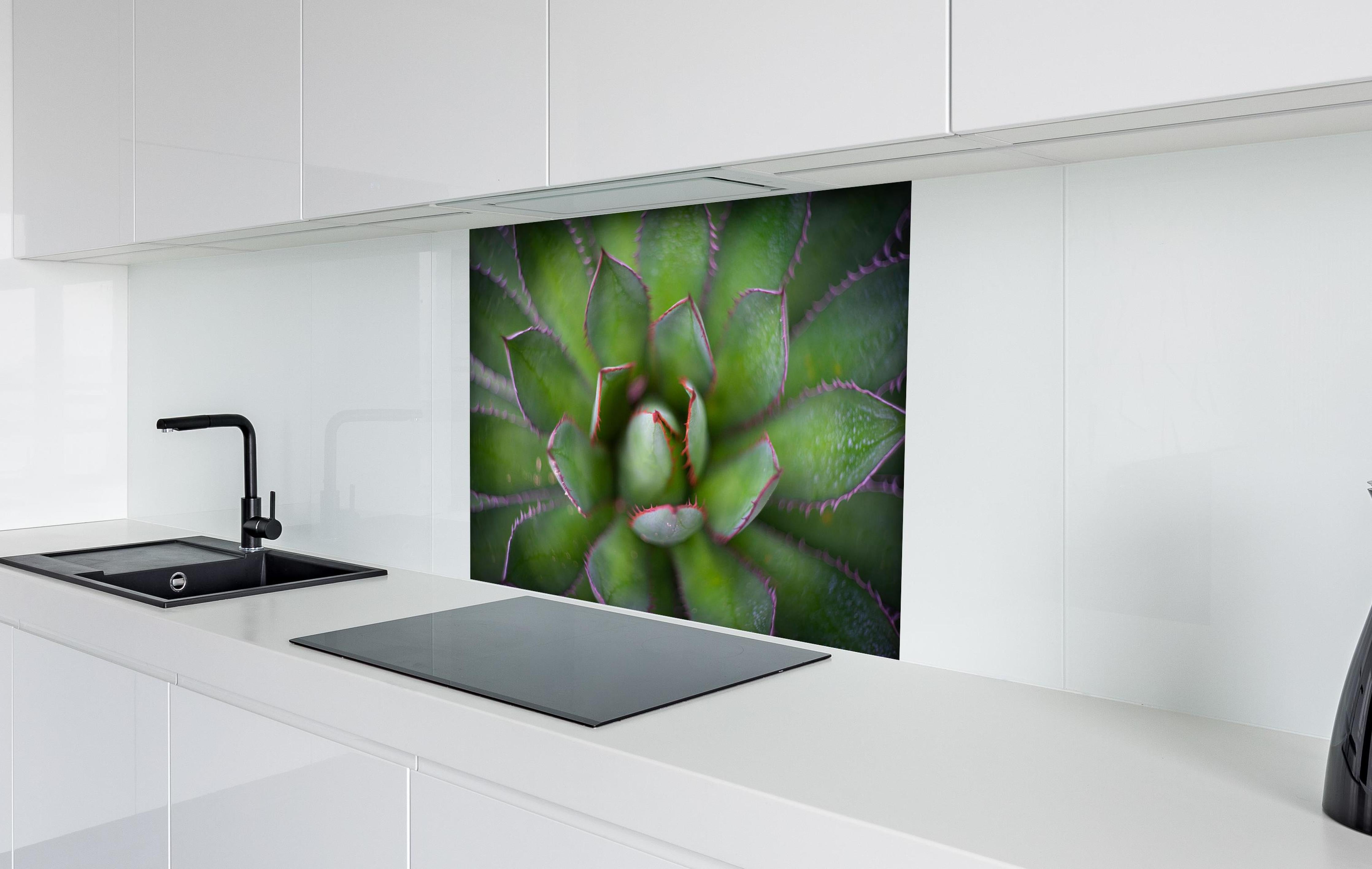 Spritzschutz - Detailaufnahme Agave ghiesbreghtii Kunstbild hinter einem Cerankochfeld zwischen Holz-Kochutensilien
