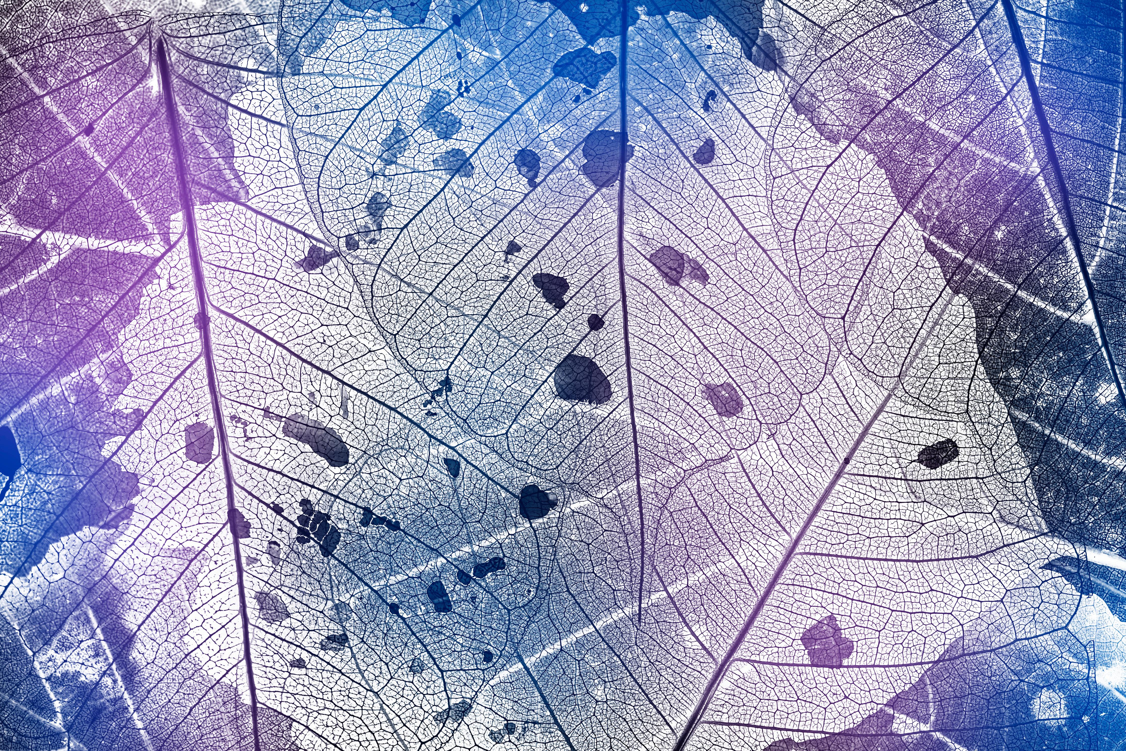 Spritzschutz-Detaillierte Schwarz-Weiß Laubtextur Fotografie