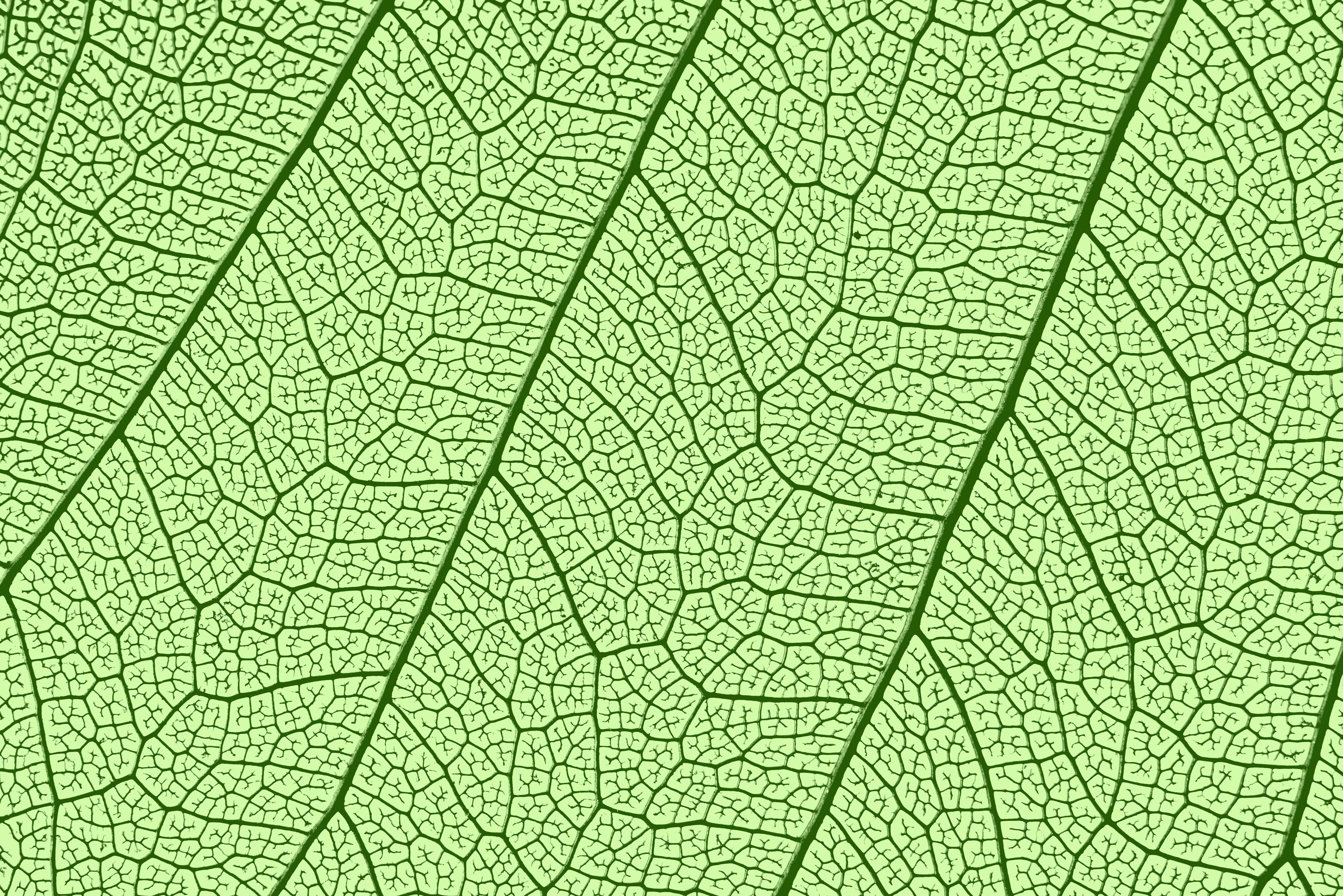 Spritzschutz-Detaillierte grüne Blattader Makro Textur