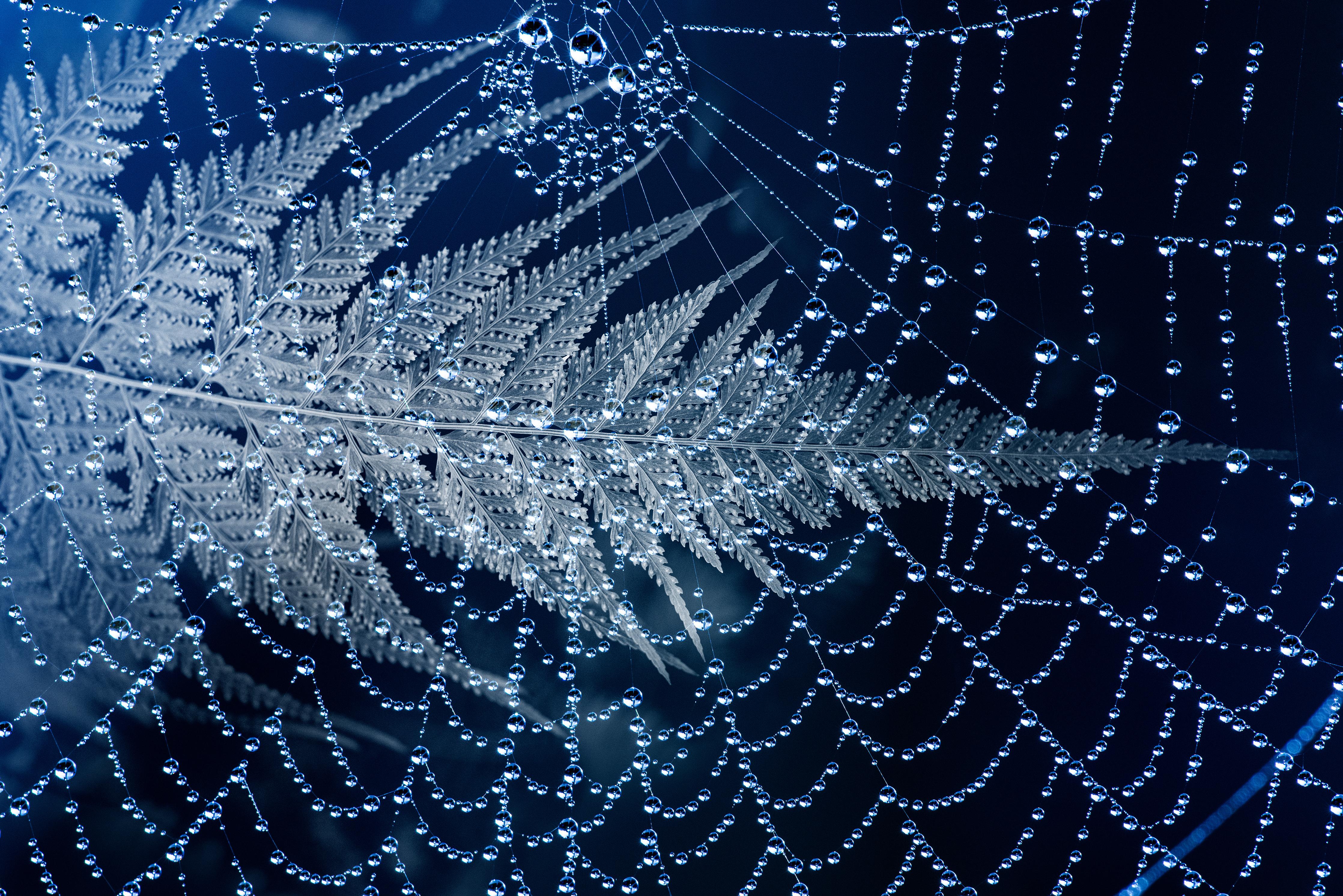 Spritzschutz-Detailliertes Spinnennetz auf Farn im Morgengrauen