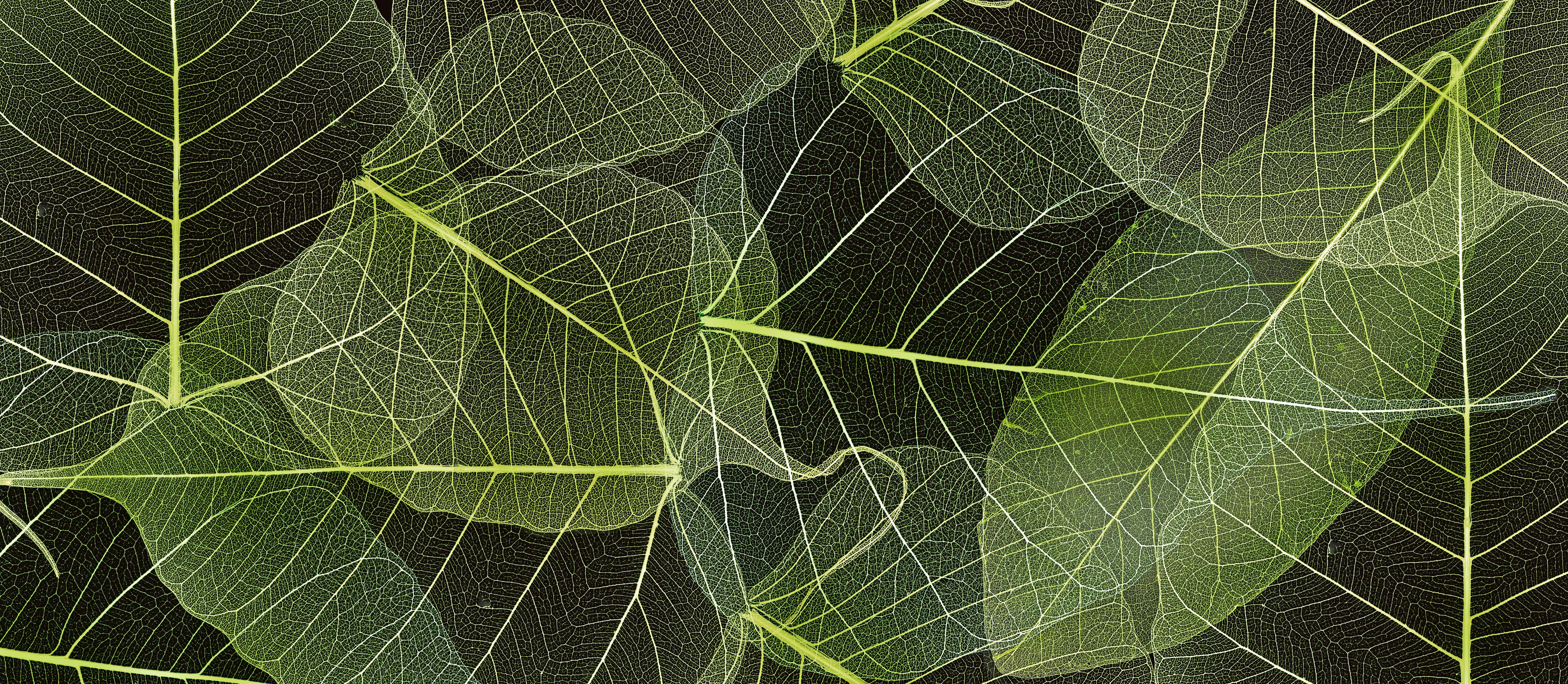 Spritzschutz-Detailreiche Blattadern Makroaufnahme