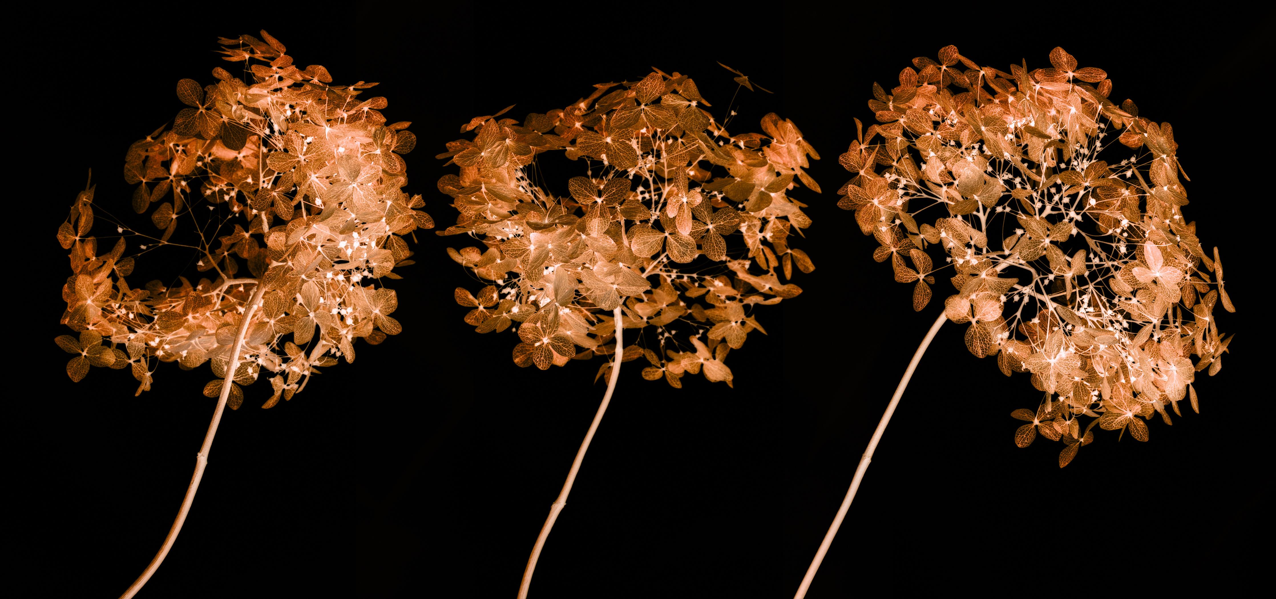 Spritzschutz-Detailreiche Hortensien Makrofotografie