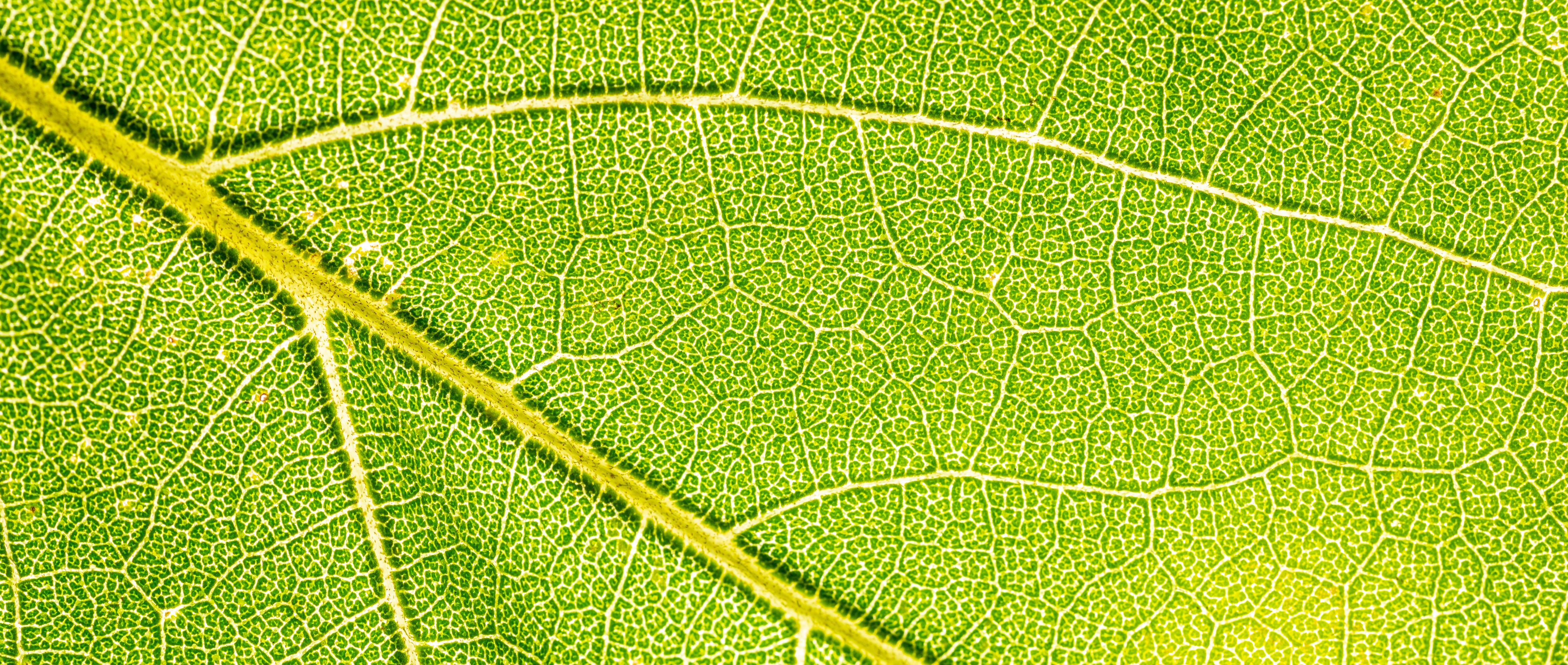 Spritzschutz-Detailreiche Makroaufnahme einer Blattstruktur