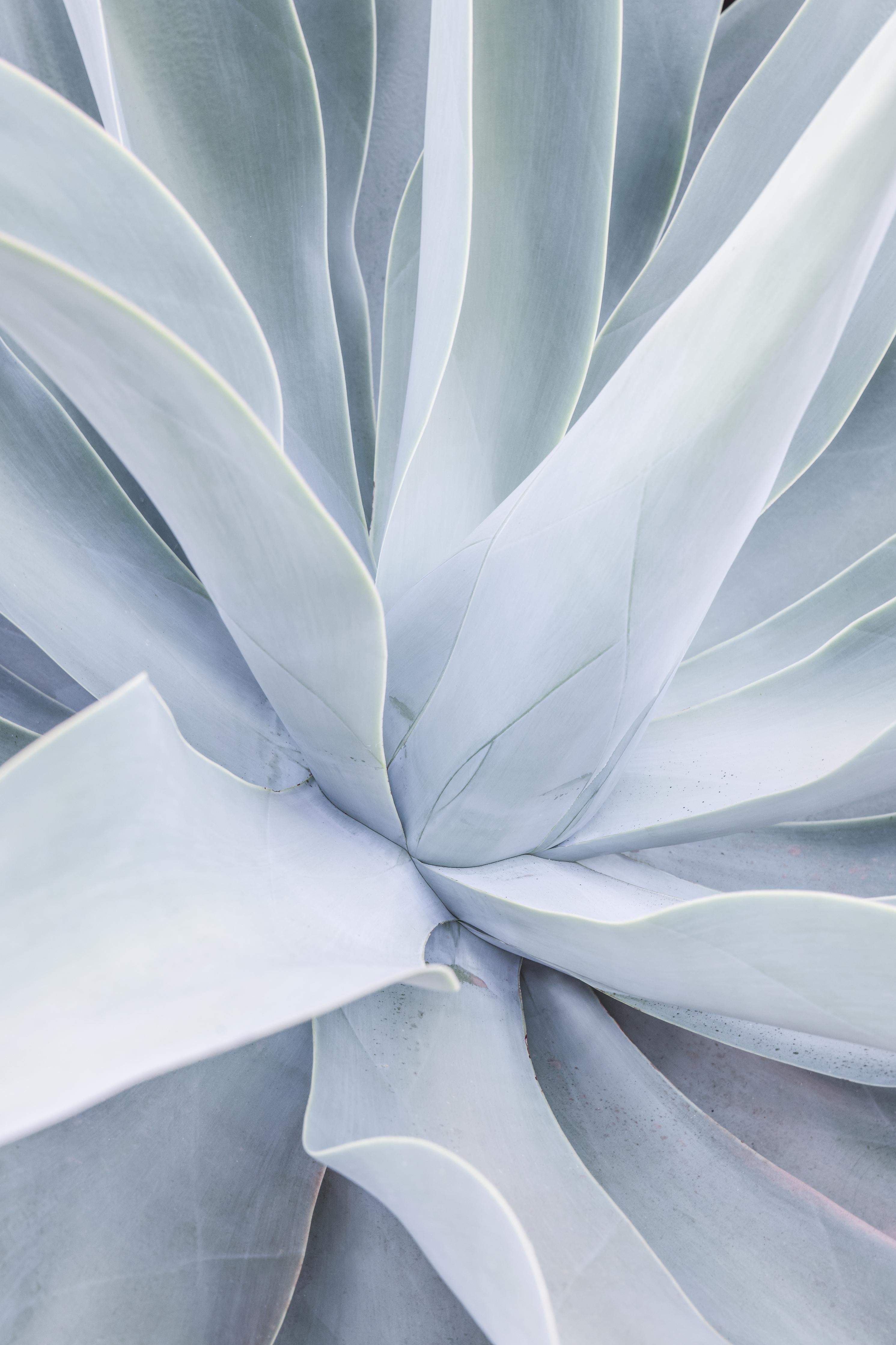 Spritzschutz-Detailreiche Mintgrüne Sukkulenten-Textur