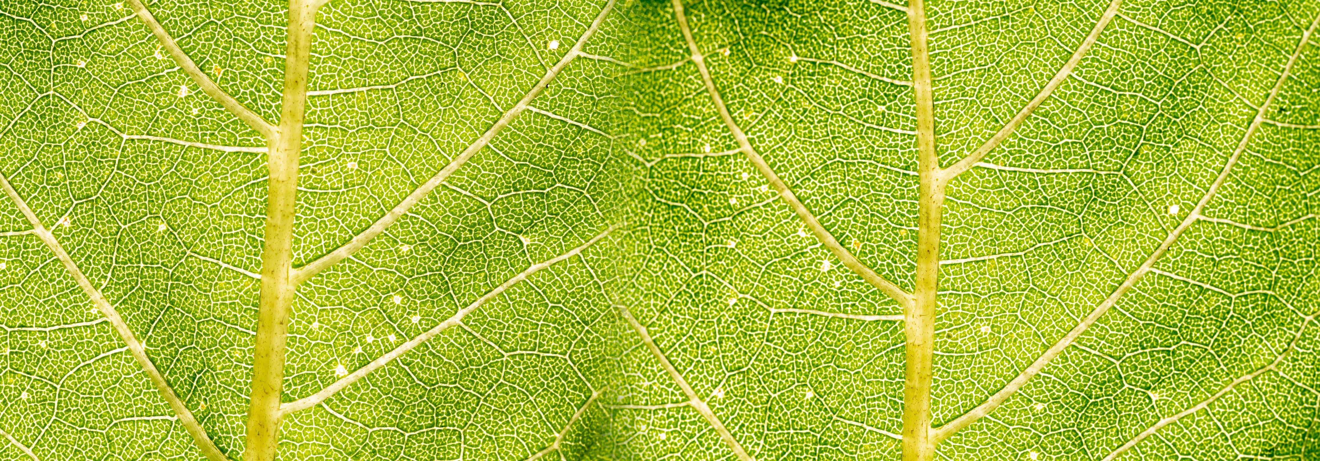 Spritzschutz-Detailreiche Nahaufnahme grüner Blattstruktur