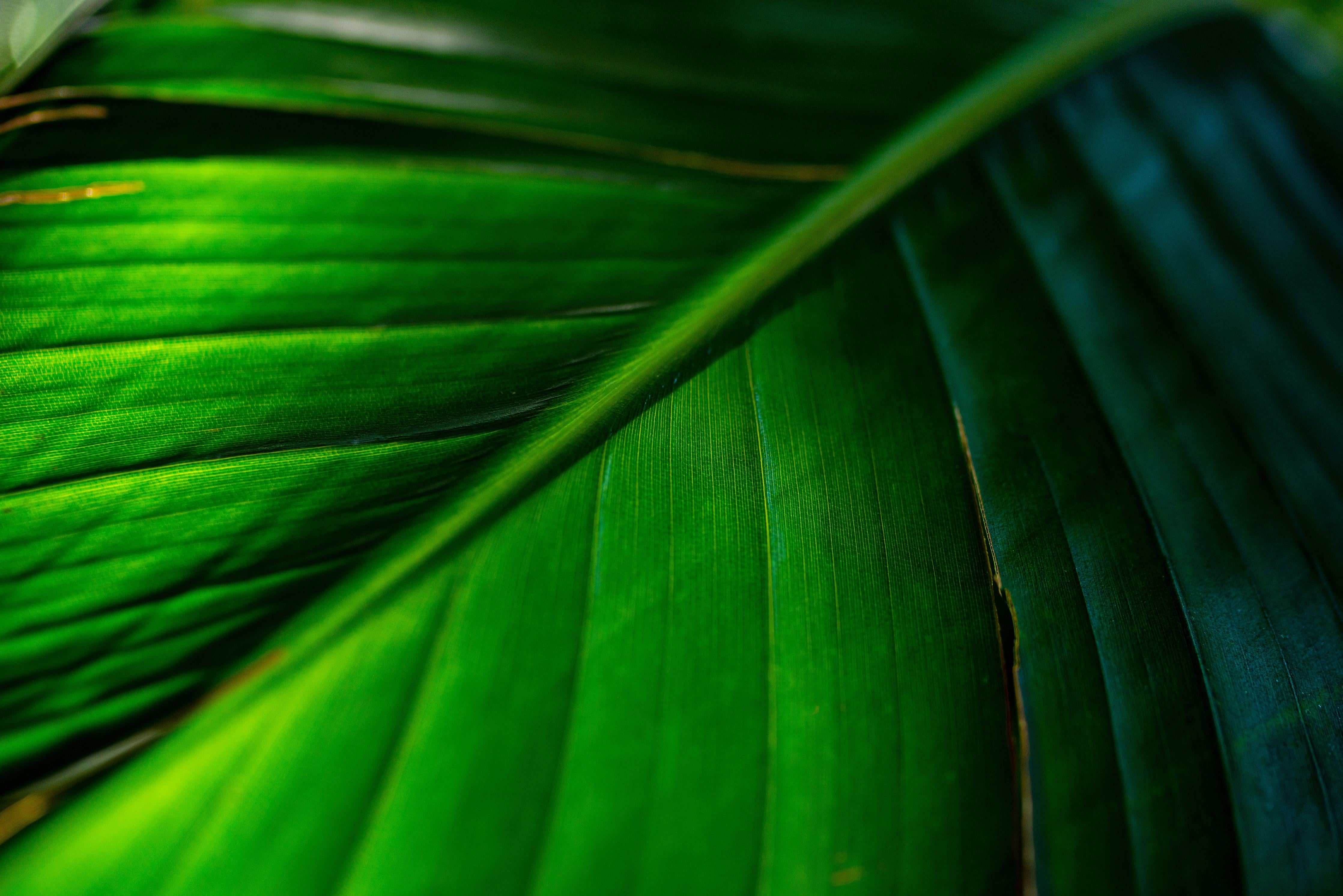 Spritzschutz-Detailreiche grüne tropische Blattstruktur