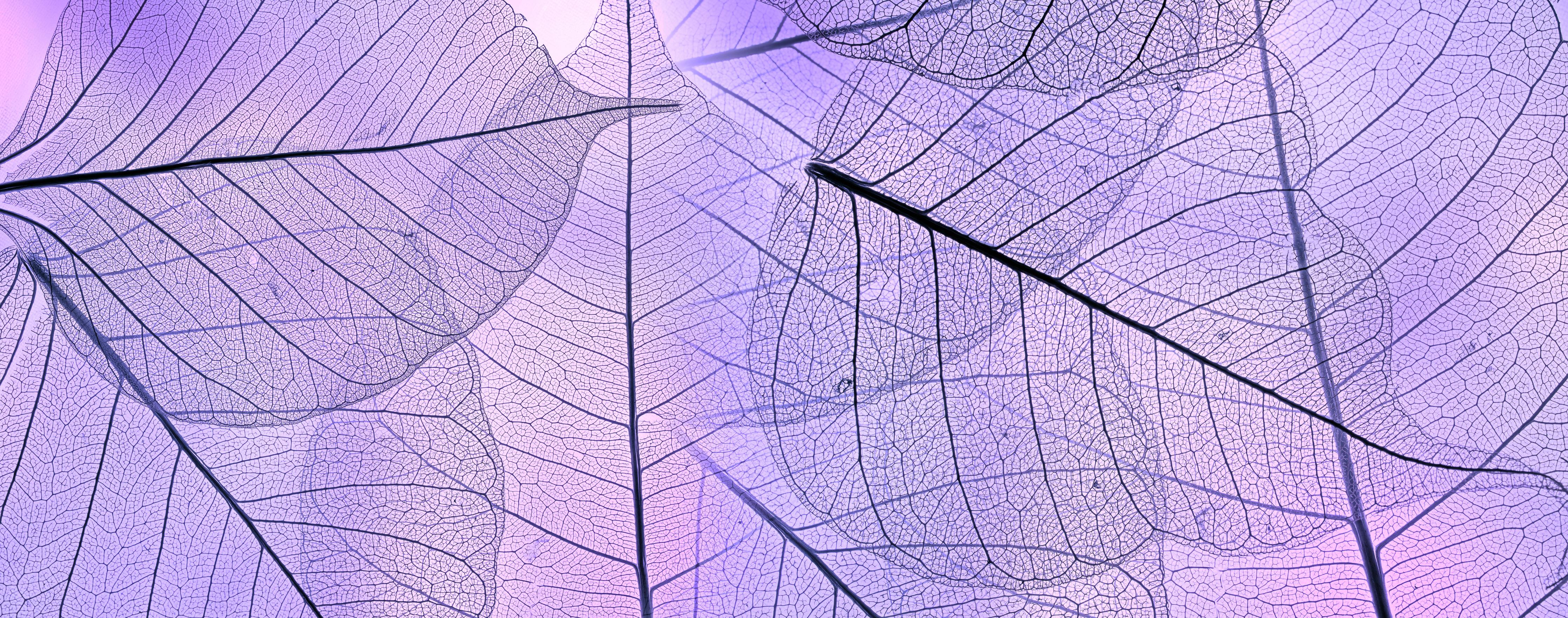 Spritzschutz-Detailreiche lila Blatt-Textur Nahaufnahme