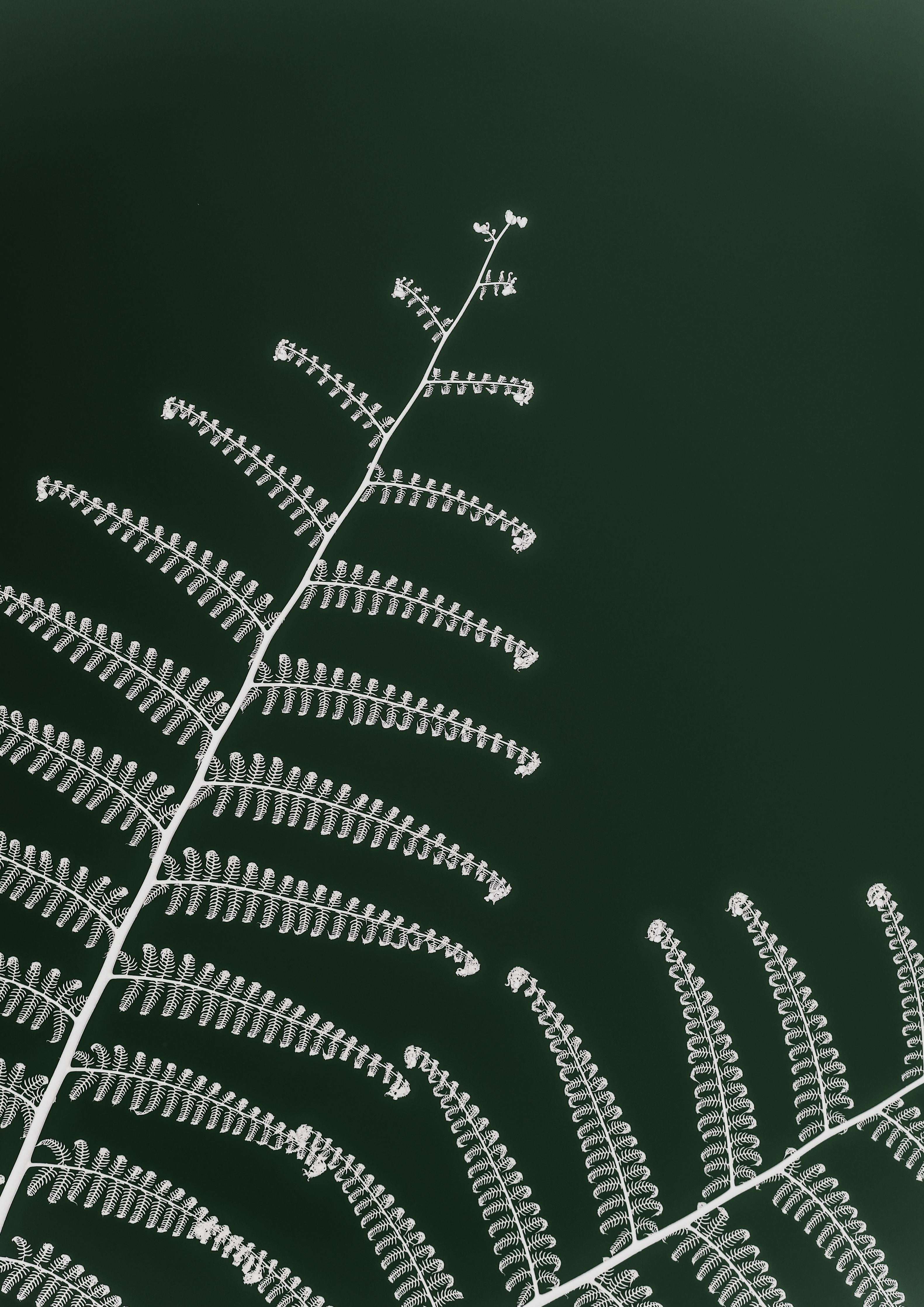 Spritzschutz-Detailreiches, grünes Wald-Farn-Motiv