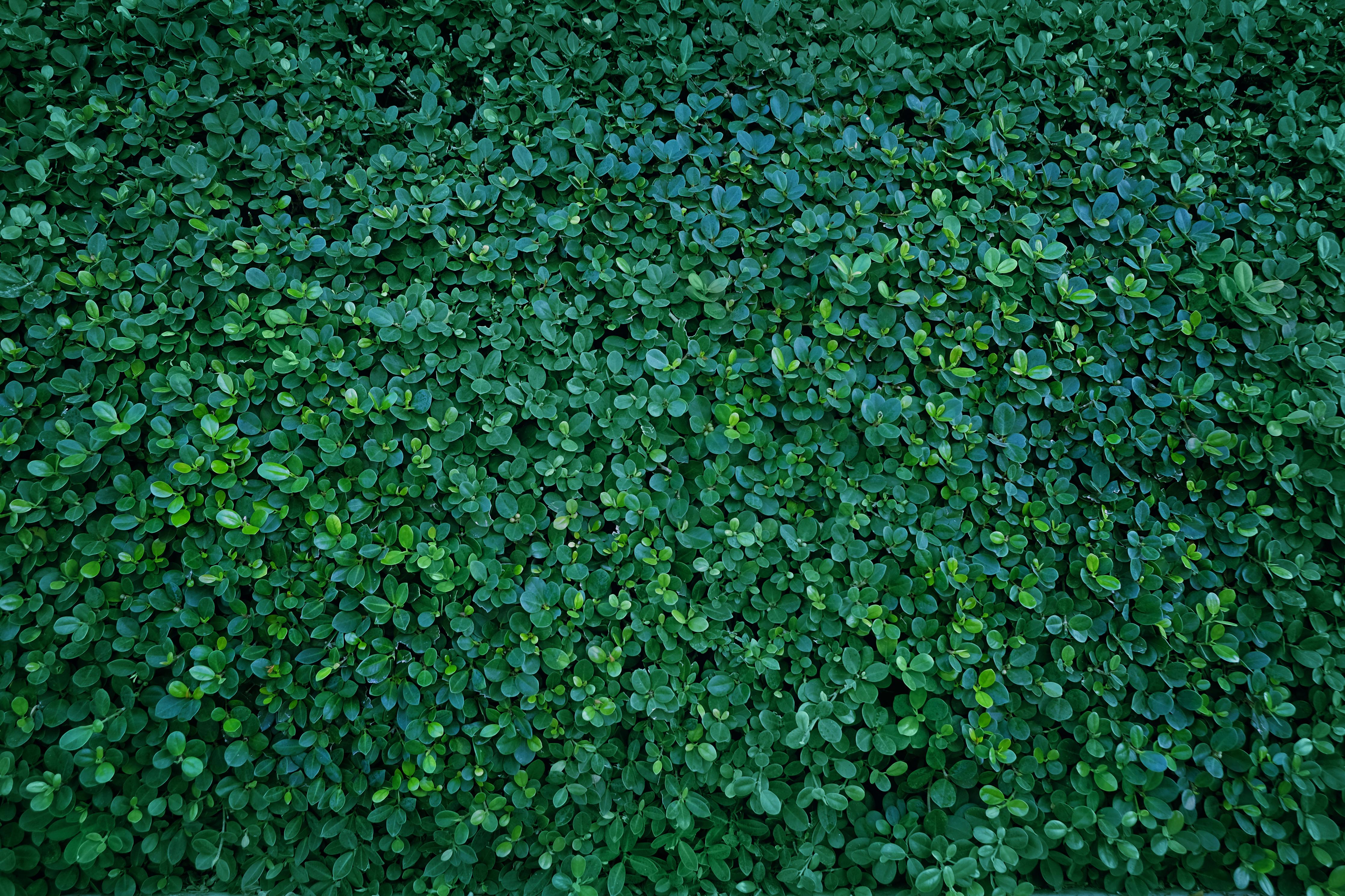 Spritzschutz-Dichte grüne Blattwerk Wand Textur