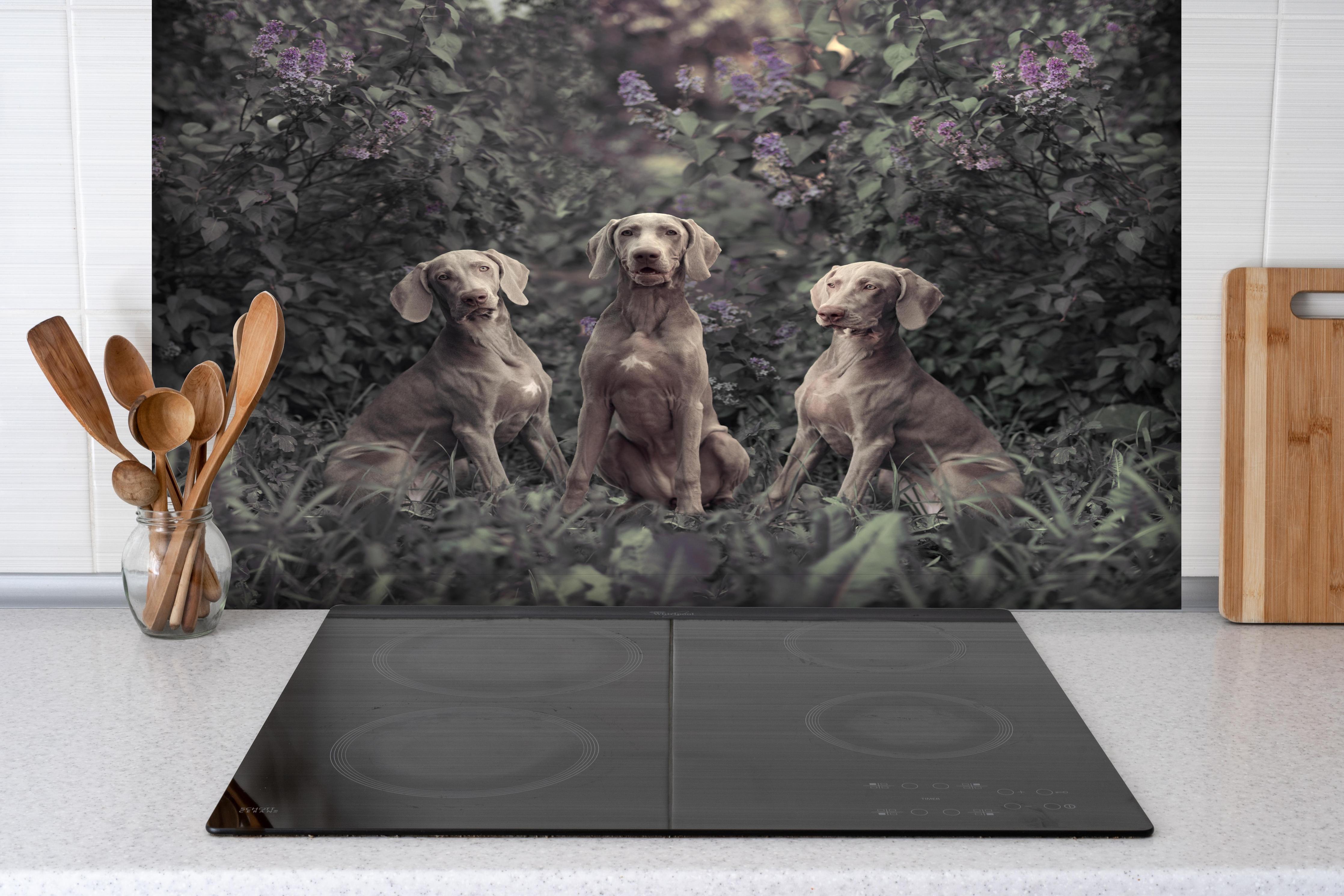 Spritzschutz - Drei Weimaranerhunde sitzend im Fliedergebüsch hinter einem Cerankochfeld zwischen Holz-Kochutensilien