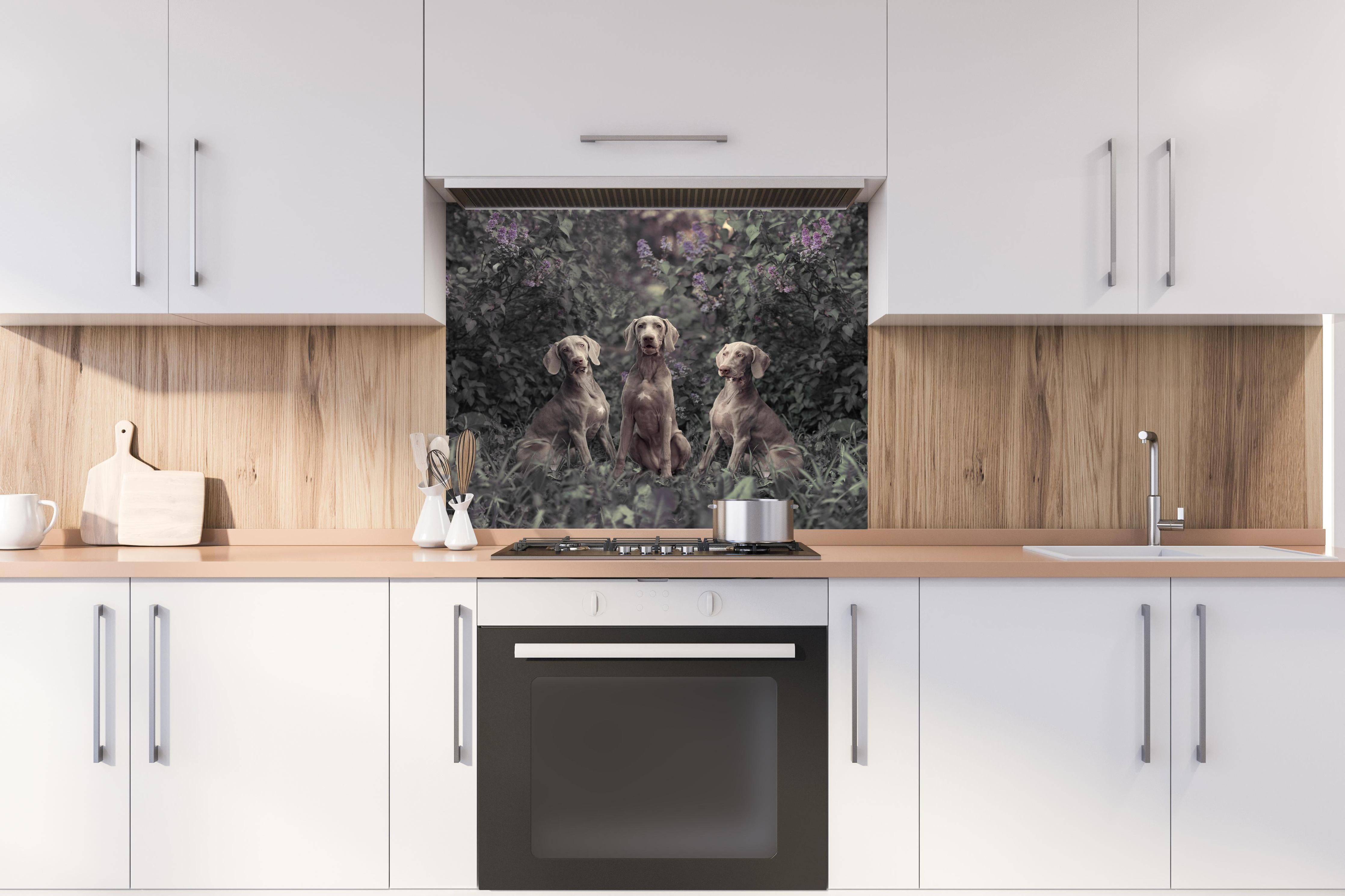 Spritzschutz - Drei Weimaranerhunde sitzend im Fliedergebüsch hinter einem Cerankochfeld zwischen Holz-Kochutensilien