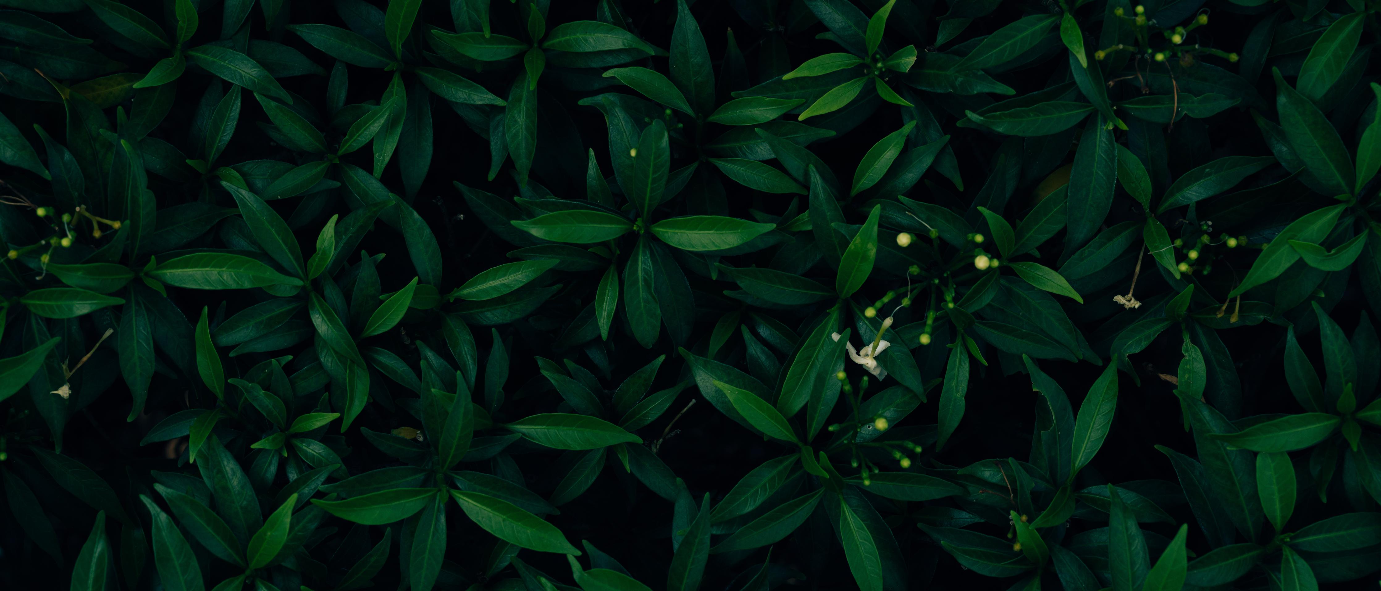 Spritzschutz-Dunkelgrüne Blätter dezentes Naturmuster