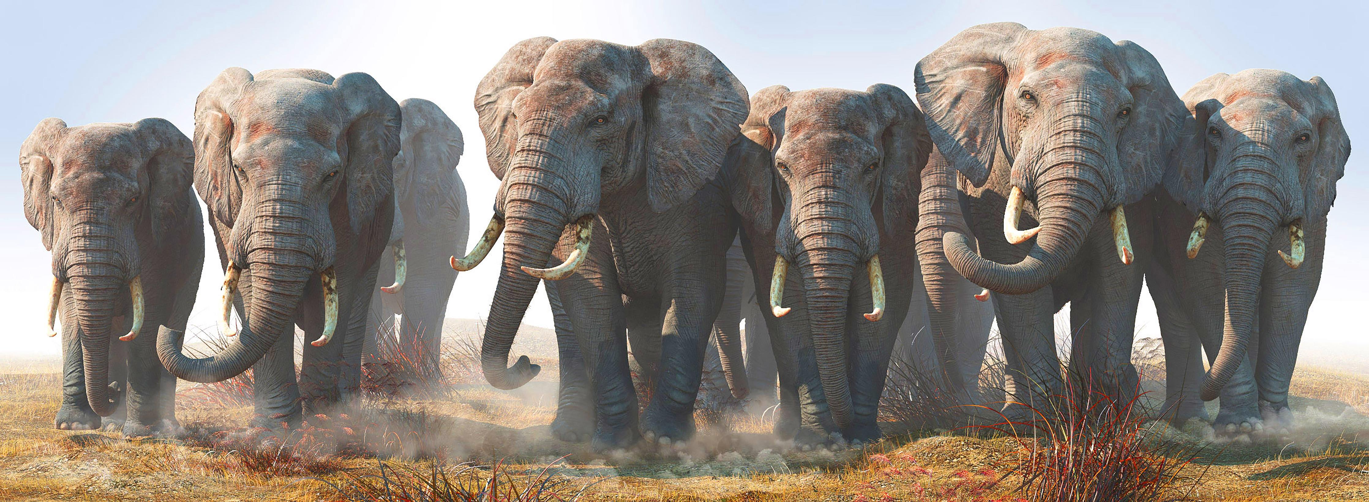 Spritzschutz-Elefantenherde in der Wüste